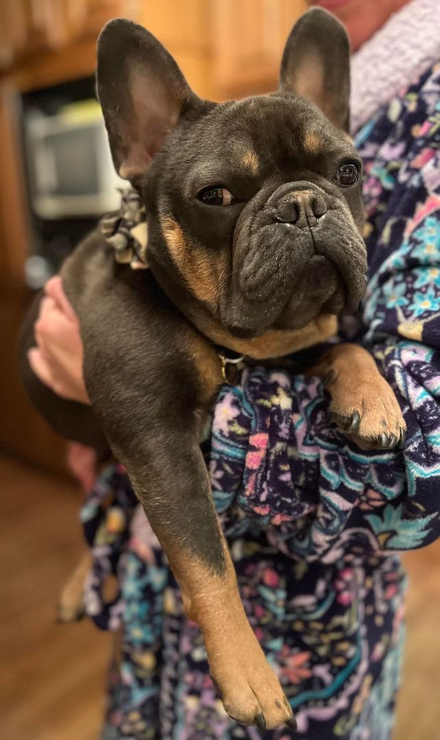 Enlarge Rico, a Adopted French Bulldog in St. Clair Shores, MI image 1/2
