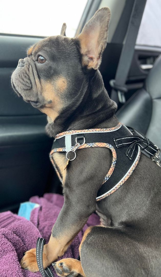 Enlarge Rico, a Adopted French Bulldog in St. Clair Shores, MI image 2/2