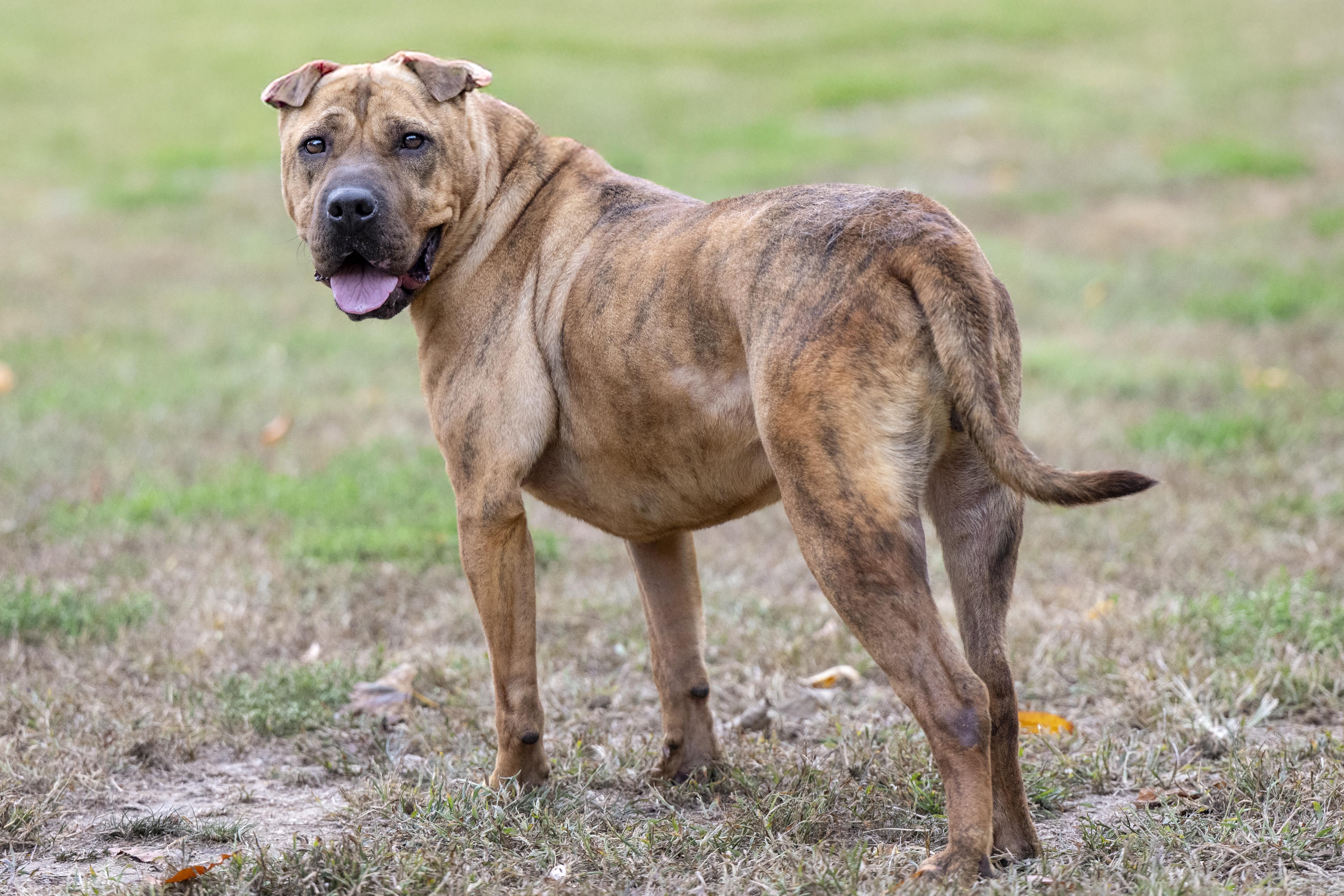 Dancer, a Adoptable mixed breed in Terre Haute, IN image 1/2
