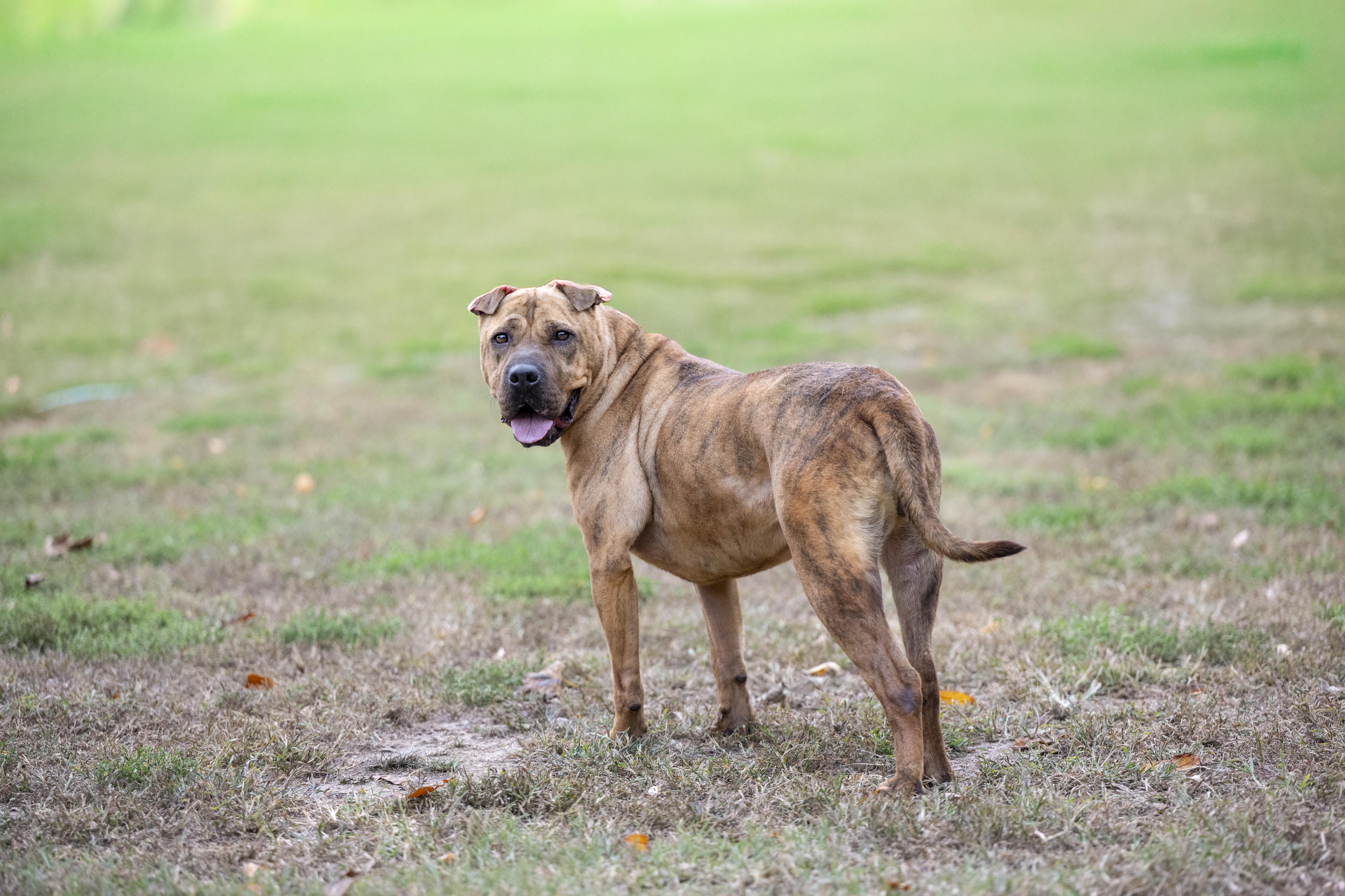 Dancer, a Adoptable mixed breed in Terre Haute, IN image 2/2