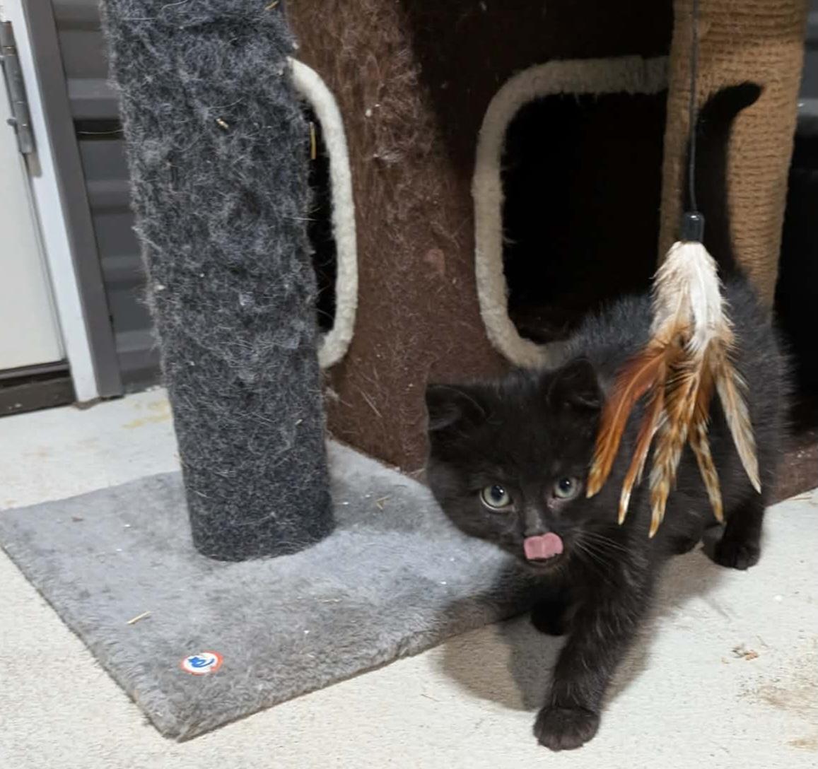 Enlarge Sabrina and Rosalind, a Adoptable mixed breed in Winnipeg, MB image 2/6