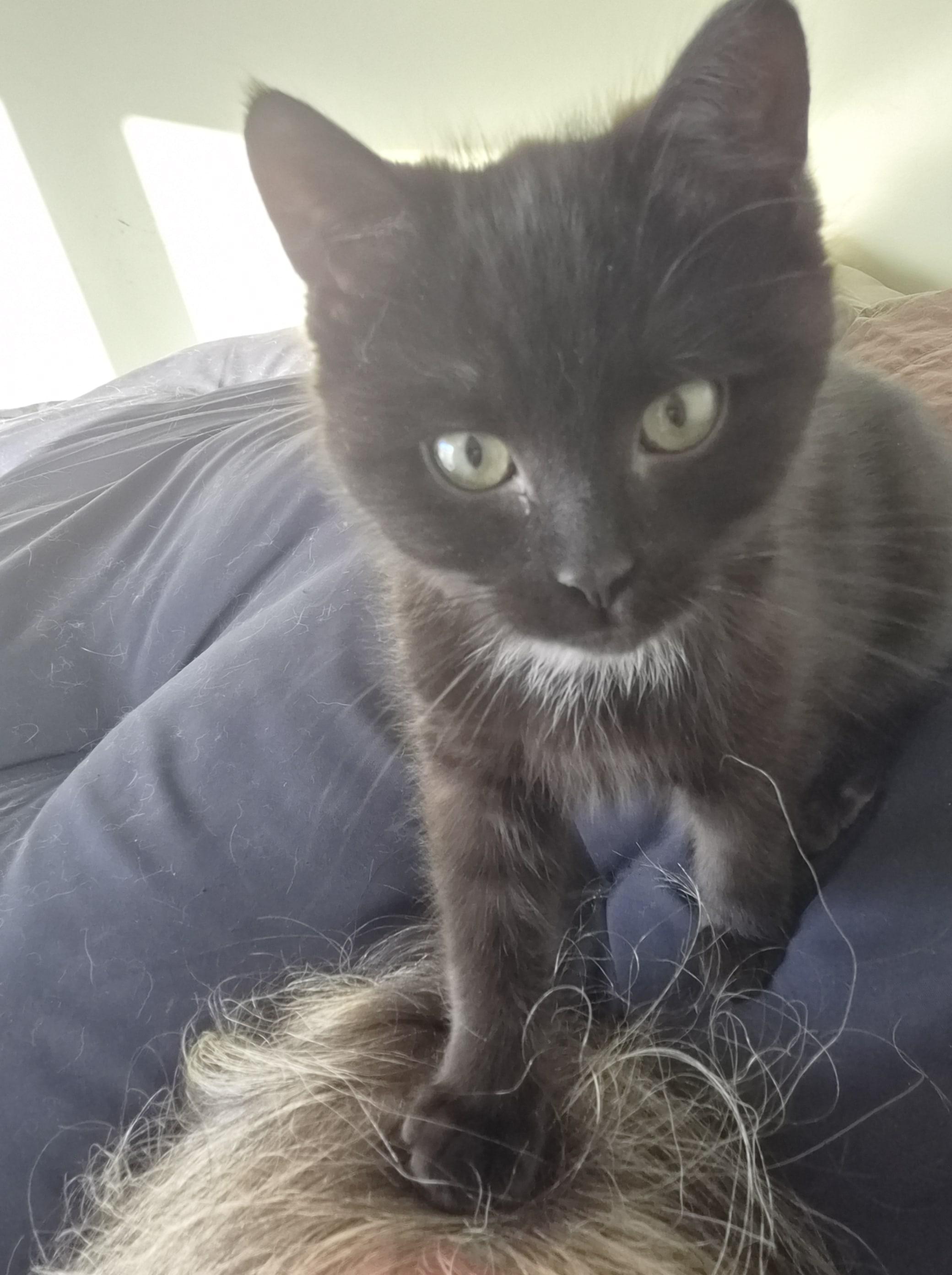 Sabrina, an adopted mixed breed in Winnipeg, MB image 2/5