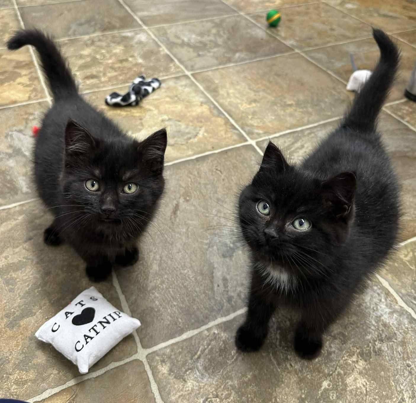 Enlarge Sabrina and Rosalind, a Adoptable mixed breed in Winnipeg, MB image 5/6