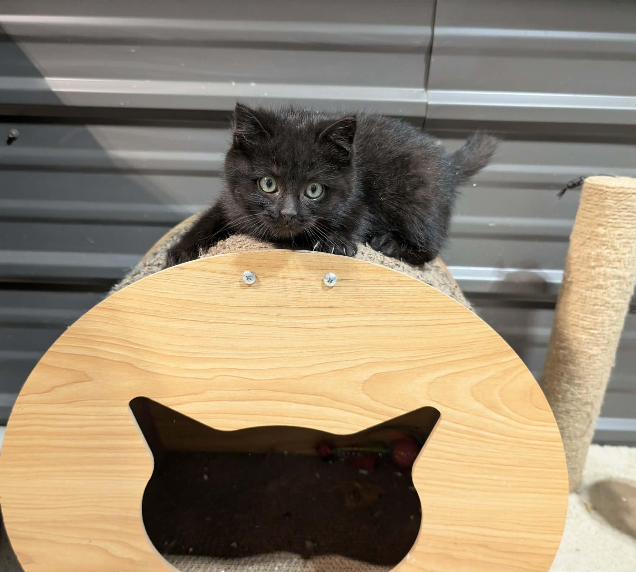 Enlarge Sabrina and Rosalind, a Adoptable mixed breed in Winnipeg, MB image 4/6