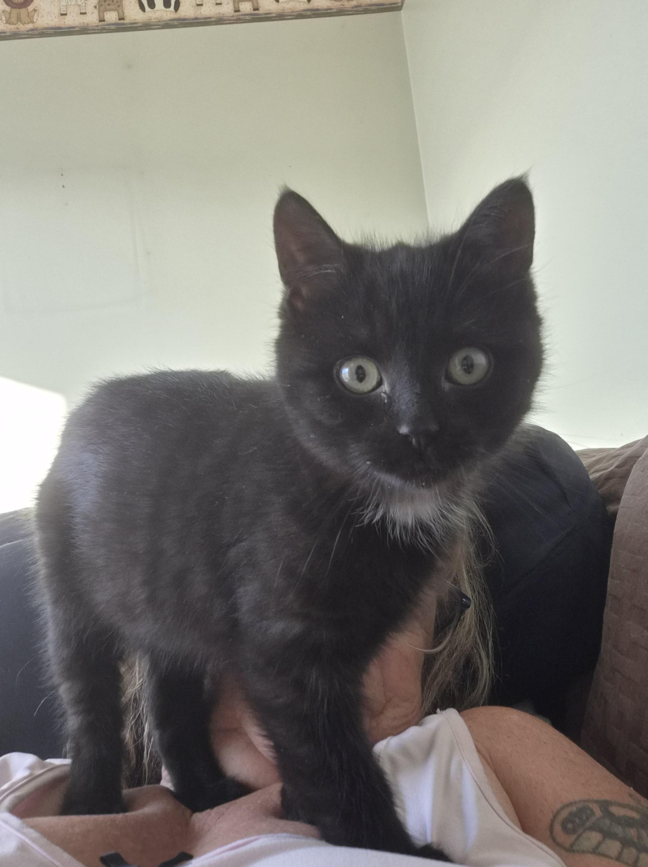 Sabrina, an adopted mixed breed in Winnipeg, MB image 3/5