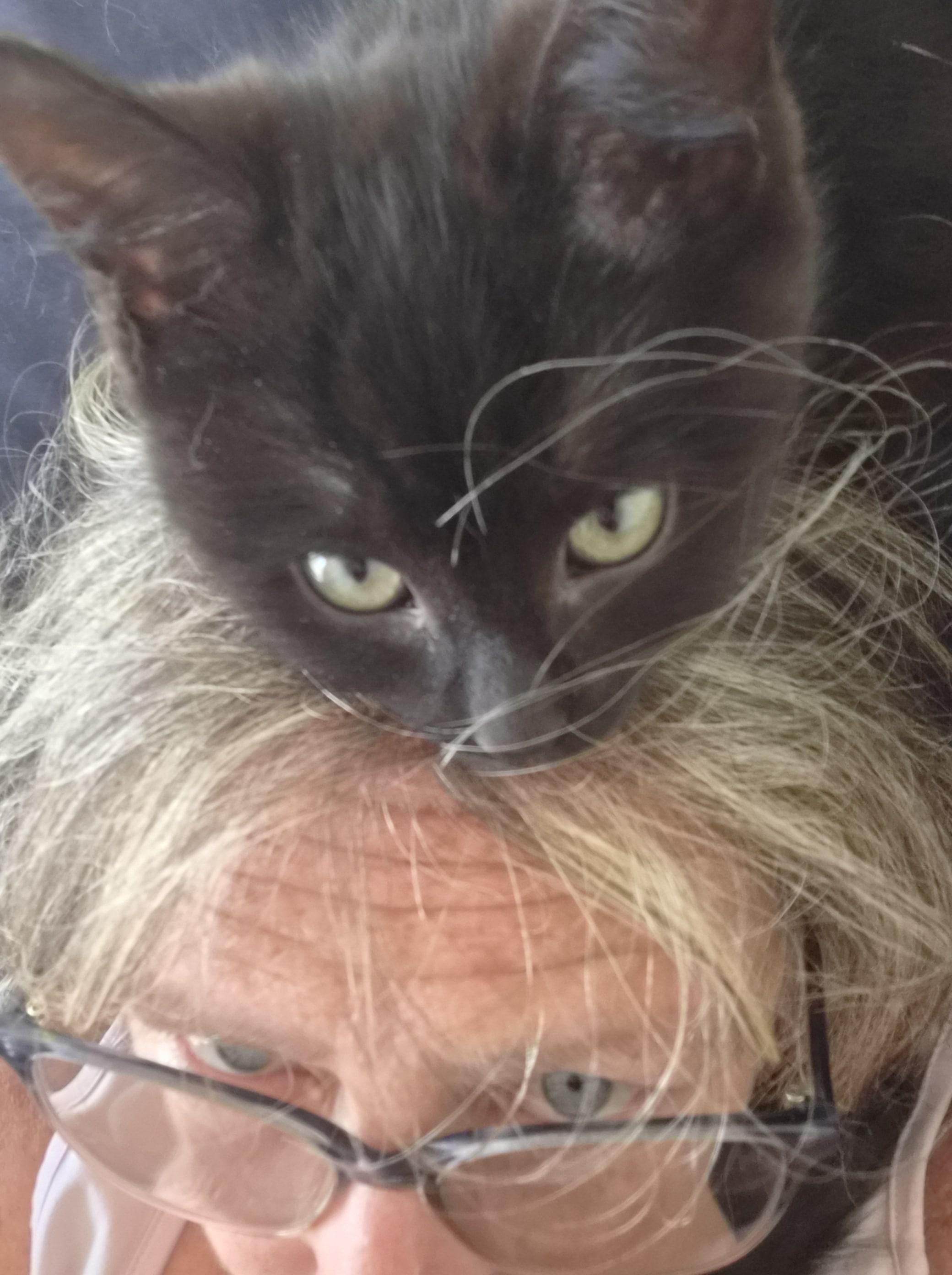 Sabrina, an adopted mixed breed in Winnipeg, MB image 1/5