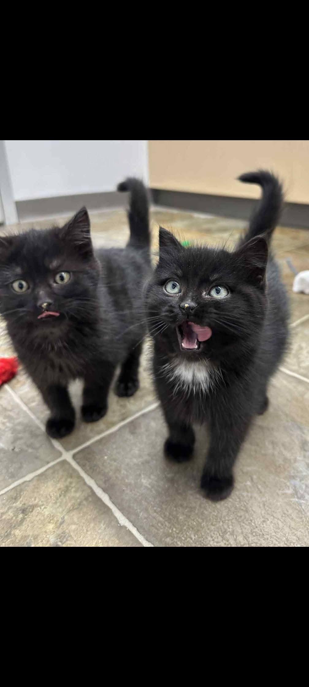 Enlarge Sabrina and Rosalind, a Adoptable mixed breed in Winnipeg, MB image 1/6