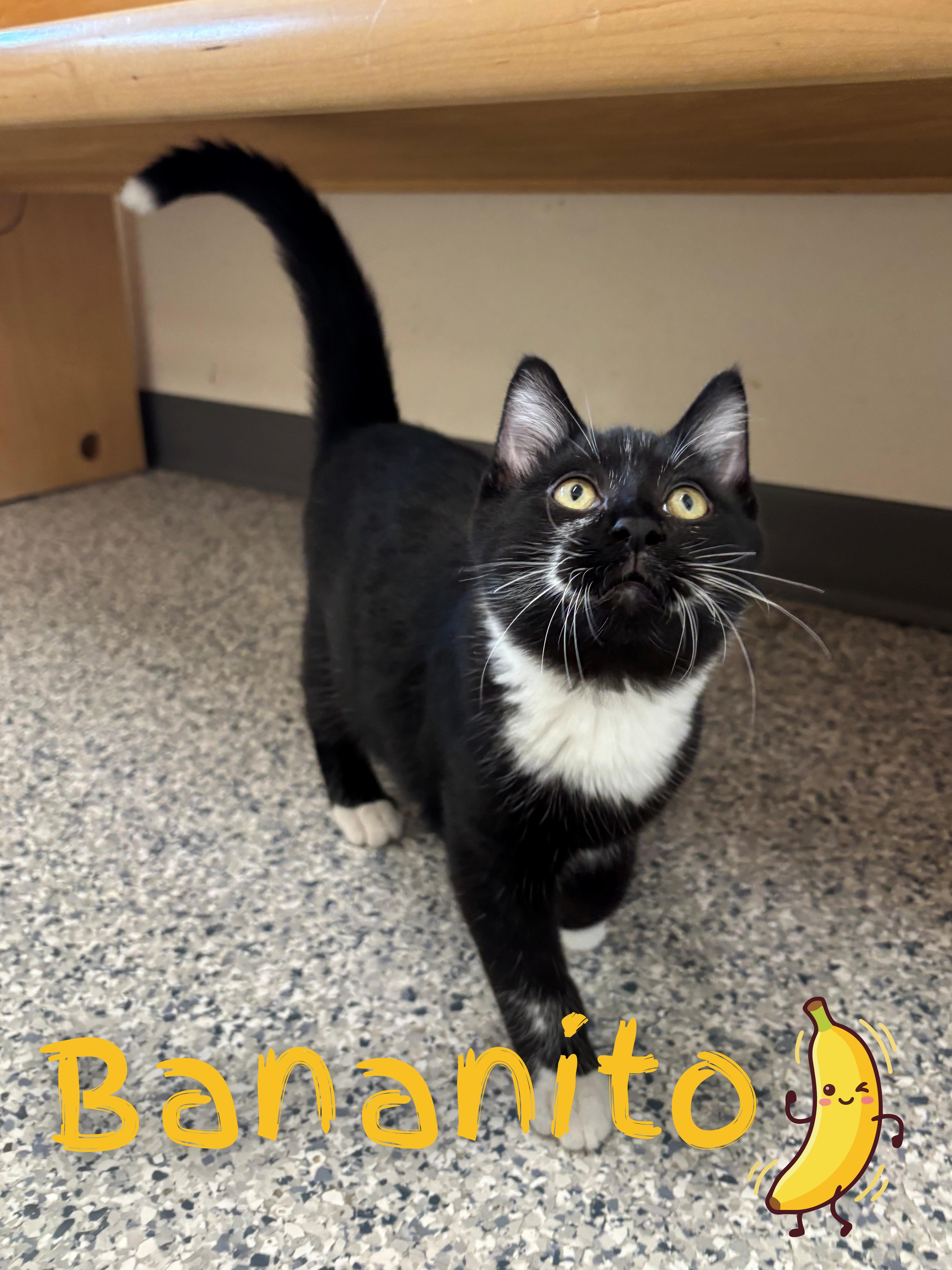 Bananito, ADOPTABLE, Kitten Male Domestic Short Hair.