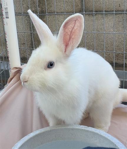 Enlarge WOODSTOCK, a ADOPTABLE mixed breed in San Clemente, CA image 2/3