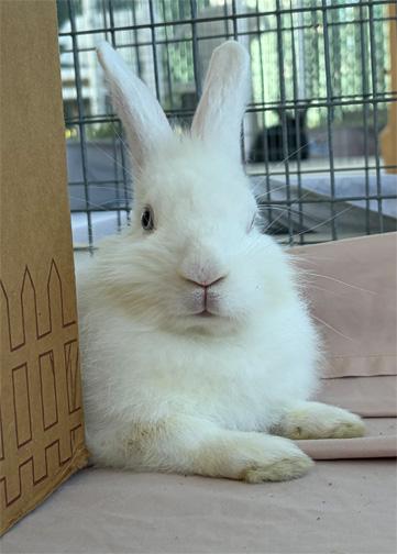 Enlarge WOODSTOCK, a ADOPTABLE mixed breed in San Clemente, CA image 3/3