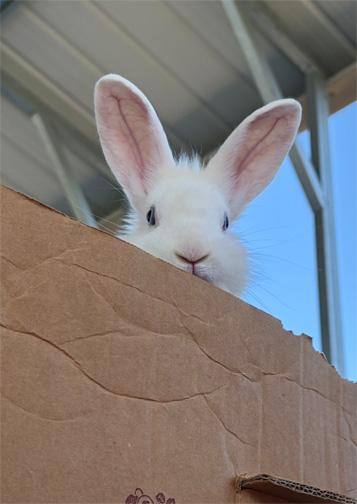 Enlarge WOODSTOCK, a ADOPTABLE mixed breed in San Clemente, CA image 1/3