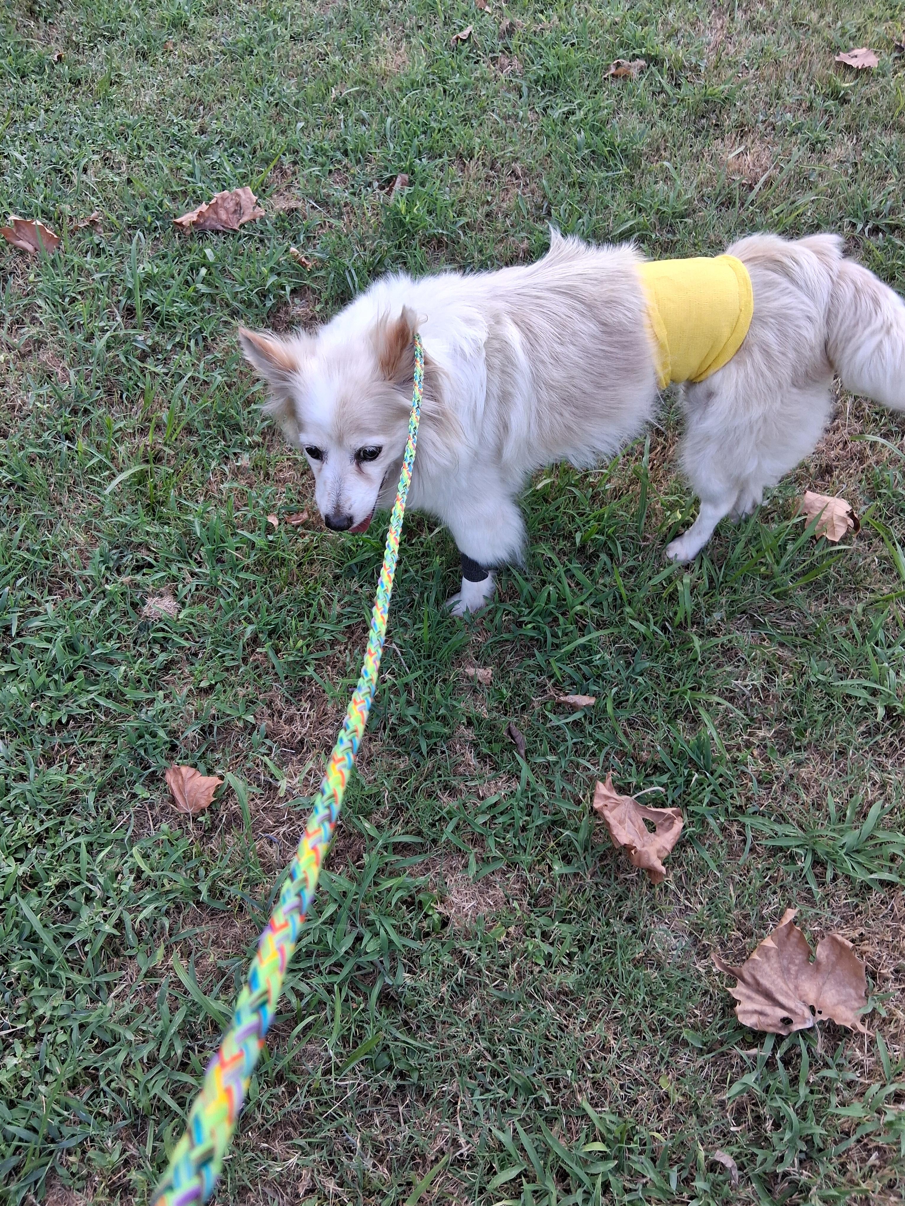 Daisy, ADOPTABLE, Adult Female Pomeranian.