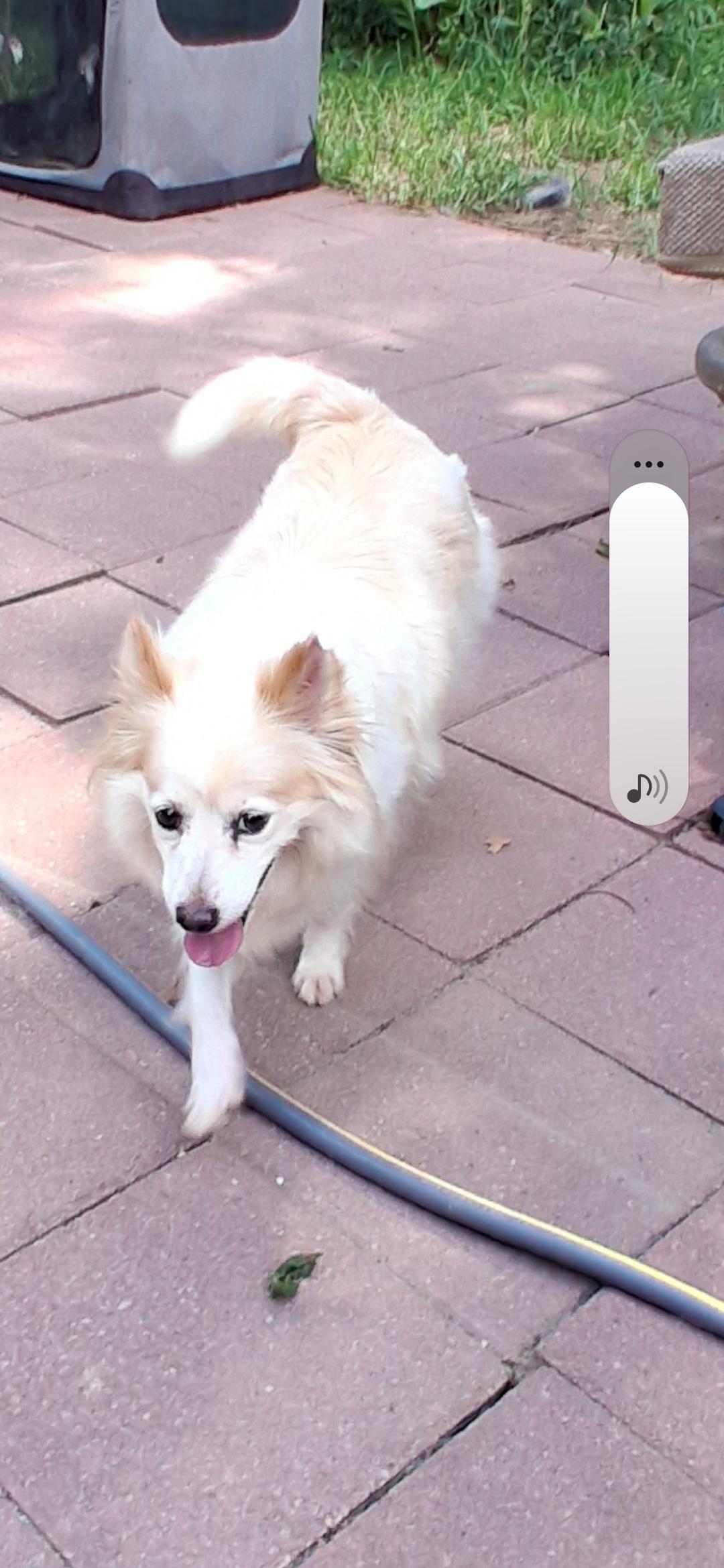 Enlarge Daisy, a ADOPTABLE Pomeranian in Memphis, TN image 3/4