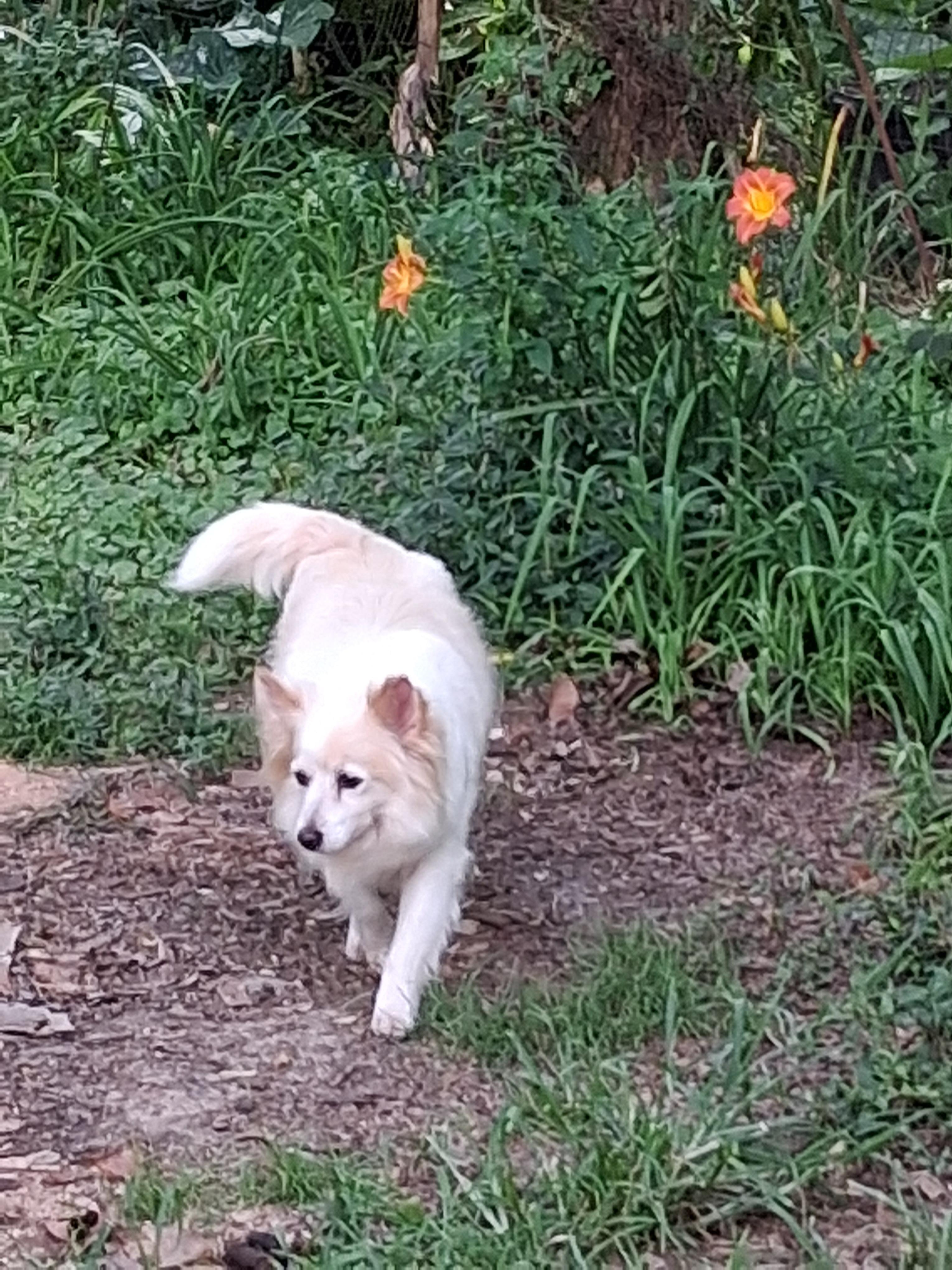 Enlarge Daisy, a ADOPTABLE Pomeranian in Memphis, TN image 4/4