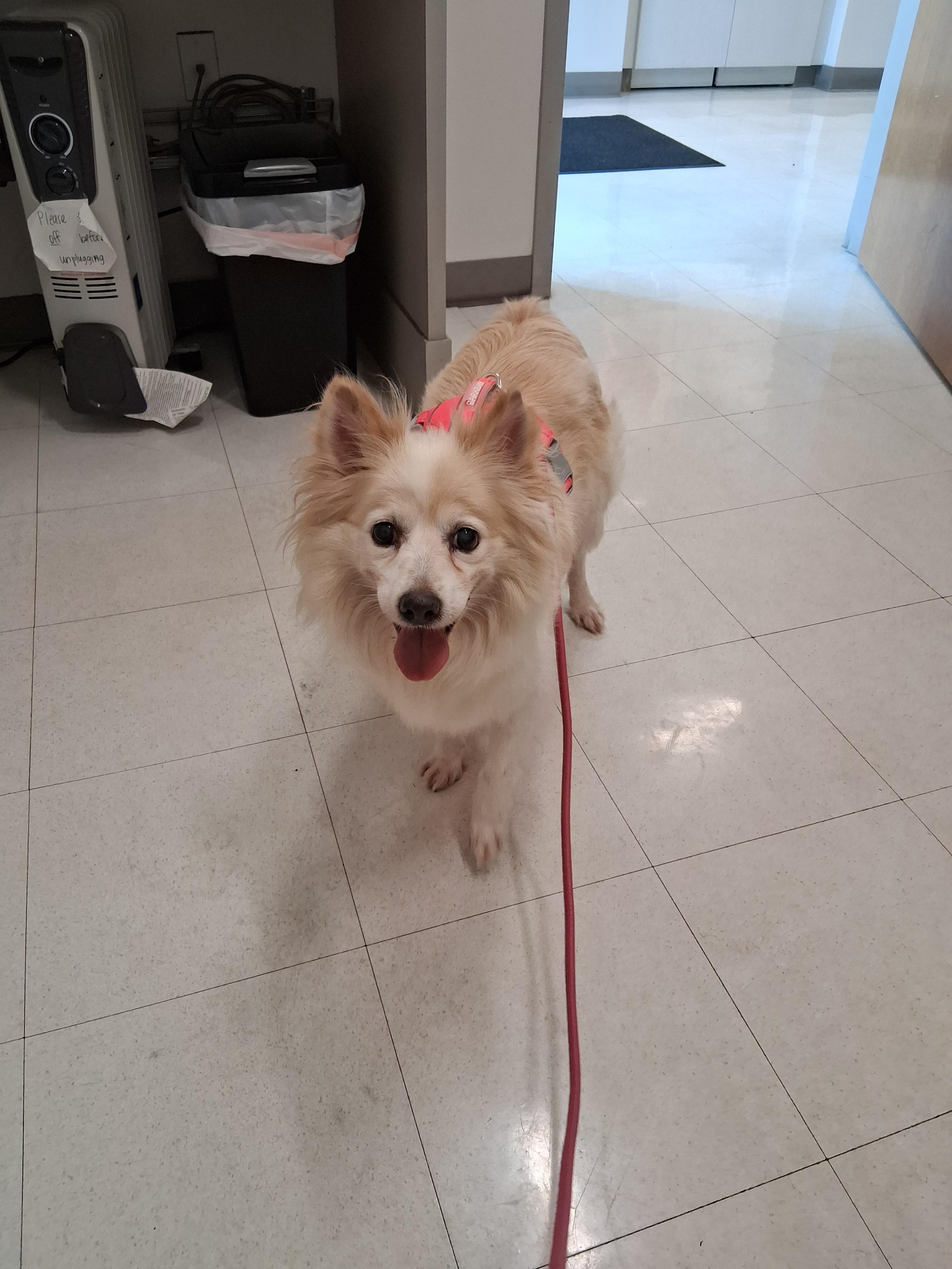 Enlarge Daisy, a ADOPTABLE Pomeranian in Memphis, TN image 2/4