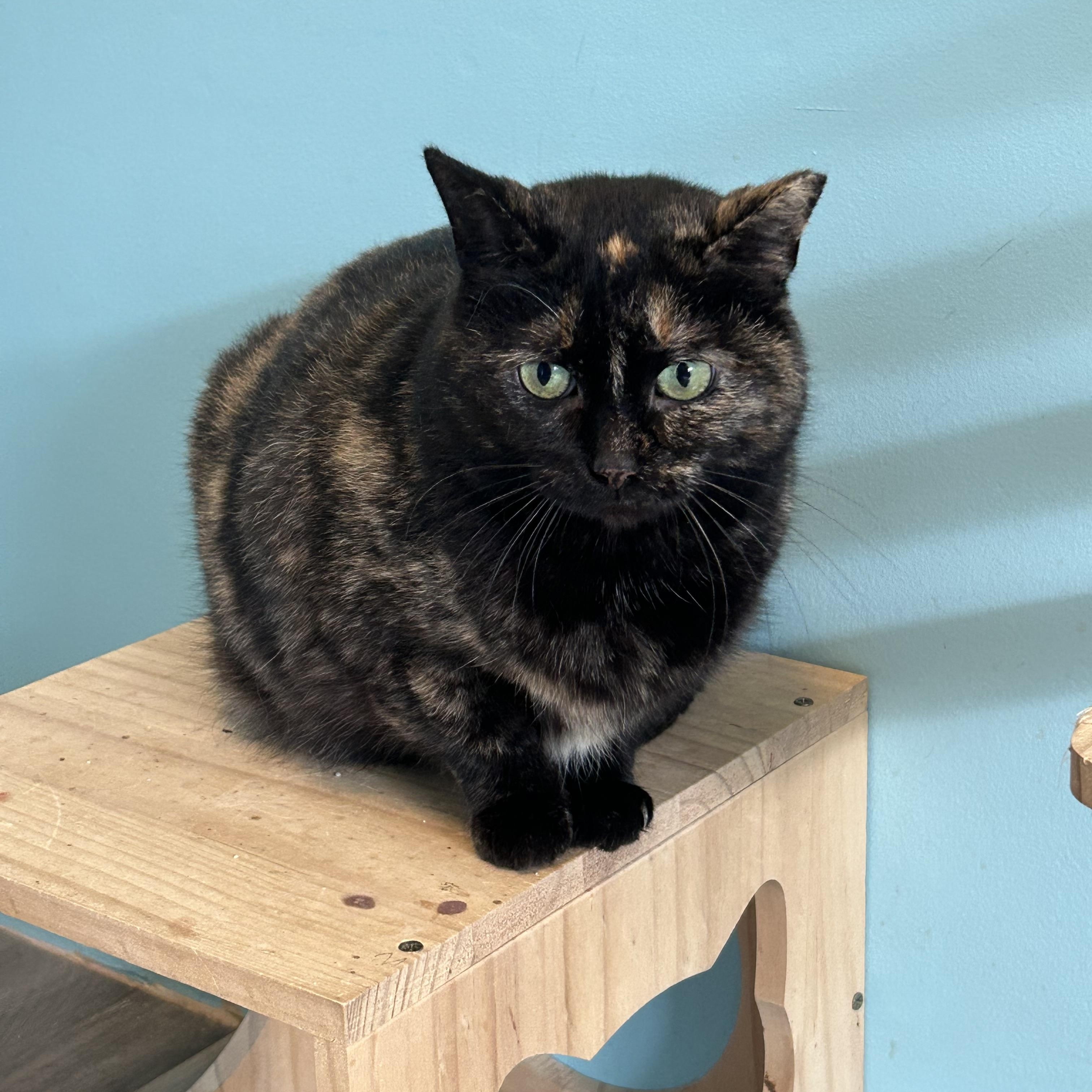 Bethlehem, Young Female Tortoiseshell