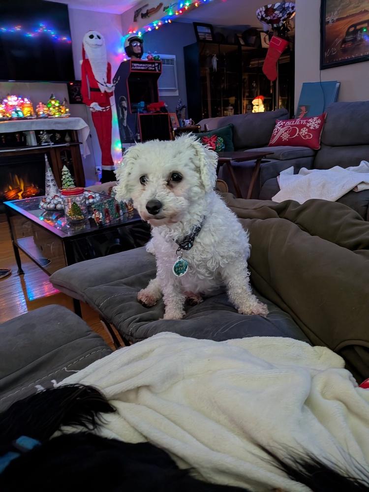 Enlarge Aspen, a Adoptable Bichon Frise in Amherst, NY image 1/4