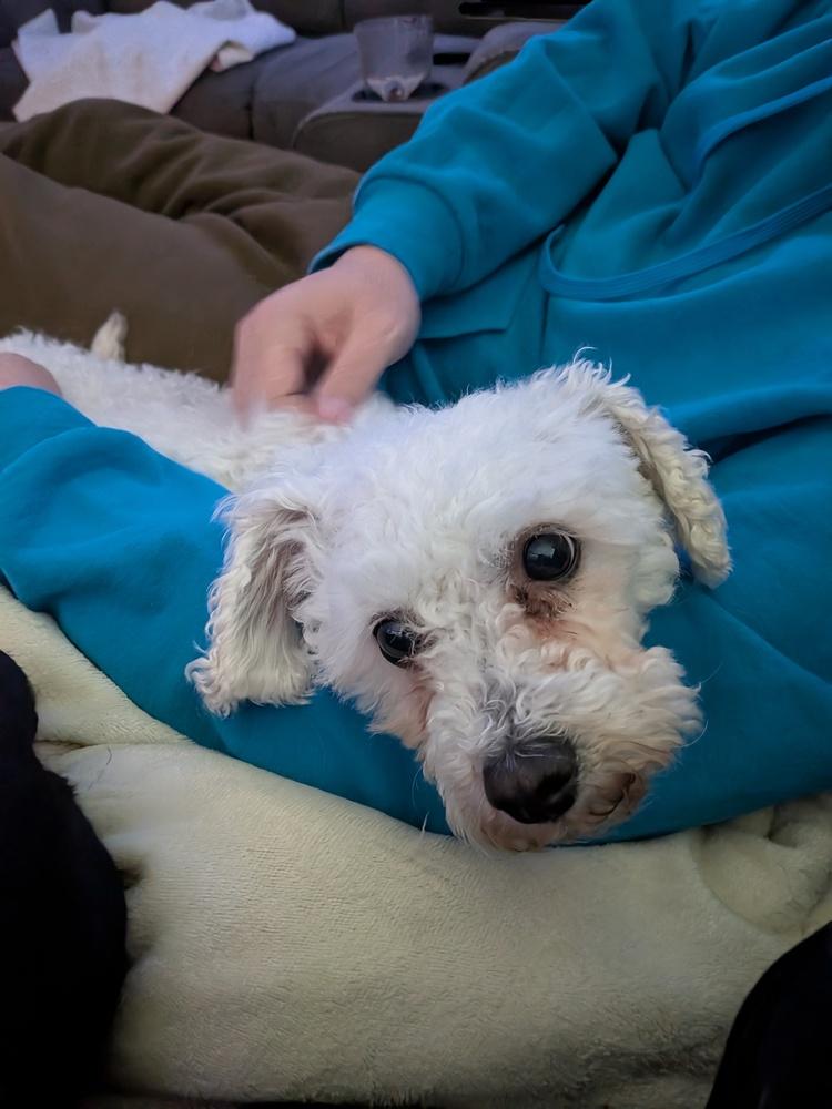 Enlarge Aspen, a Adoptable Bichon Frise in Amherst, NY image 2/4