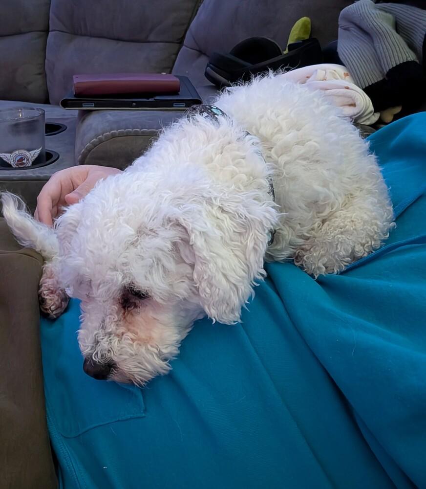 Enlarge Aspen, a Adoptable Bichon Frise in Amherst, NY image 3/4