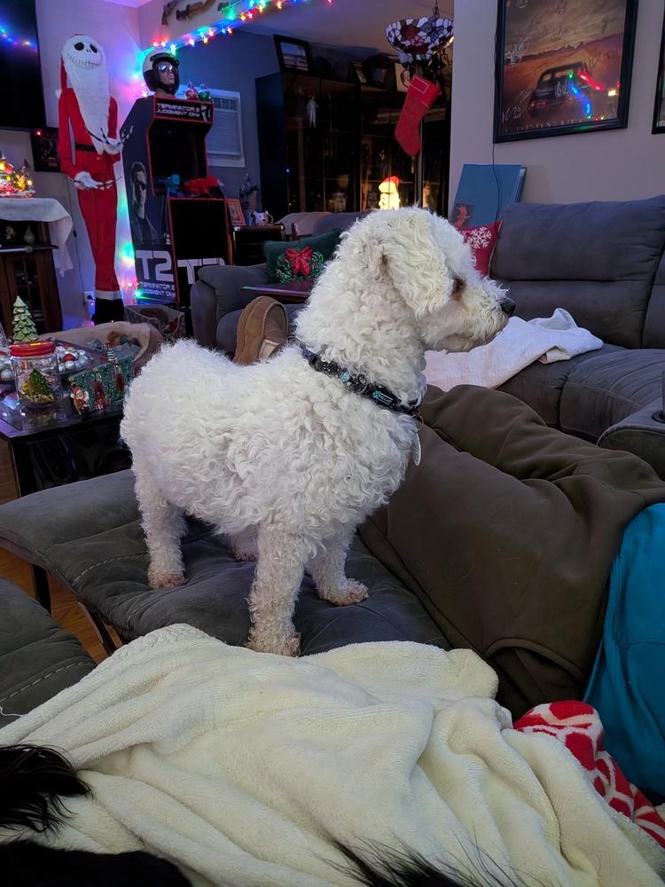 Enlarge Aspen, a Adoptable Bichon Frise in Amherst, NY image 4/4