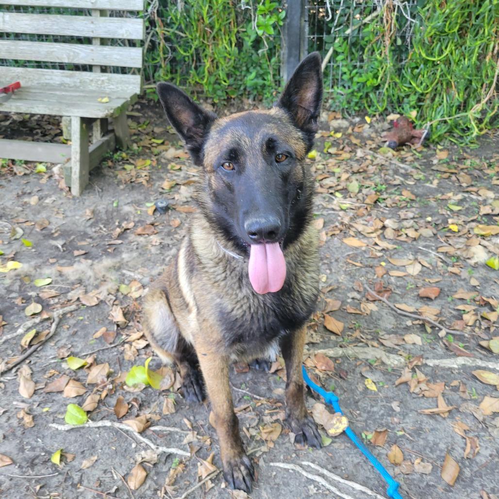 Gromit, Adoptable, Young Male Shepherd.