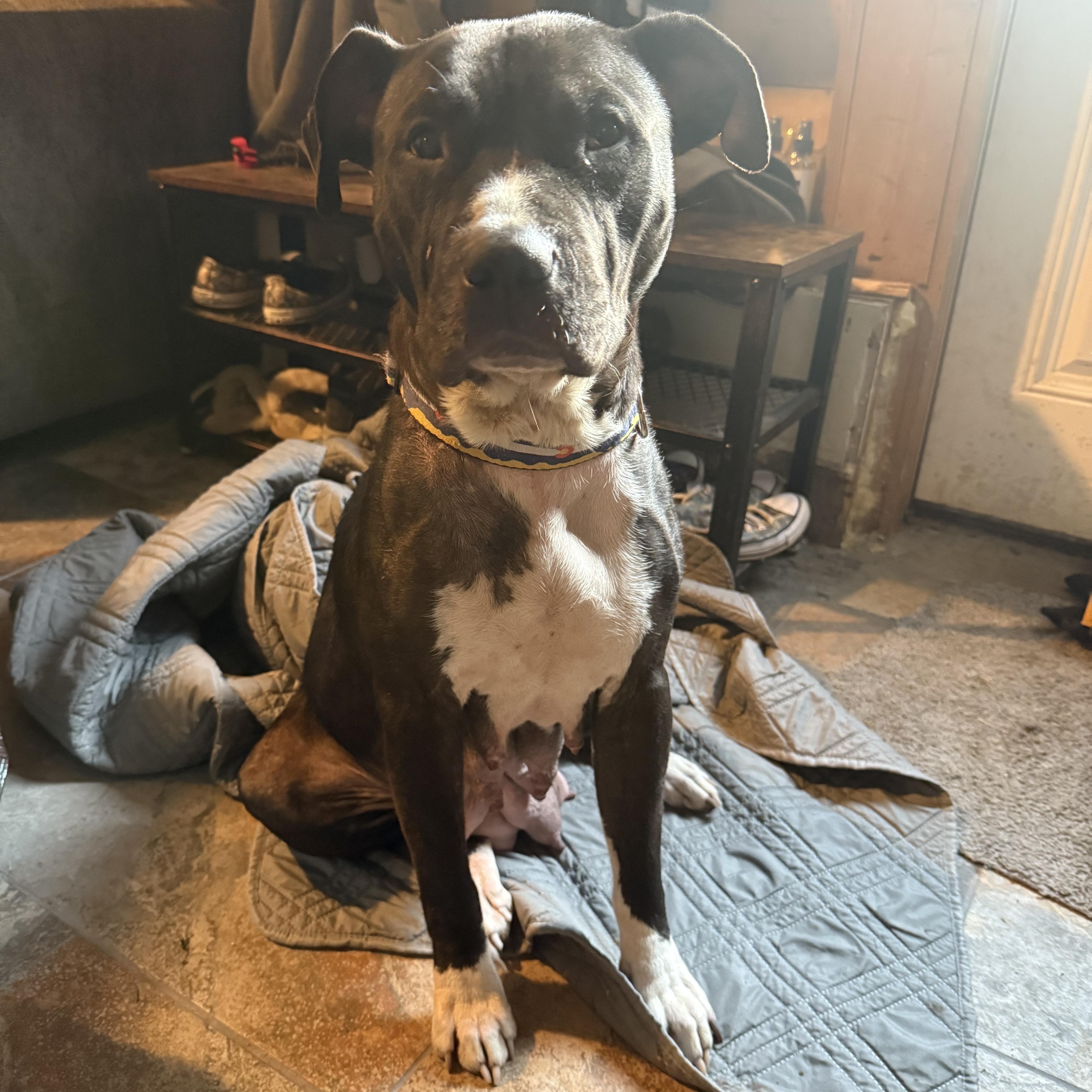 Penelope, an adoptable American Staffordshire Terrier, Boxer in Calgary , AB, T3E 7G6 | Photo Image 4