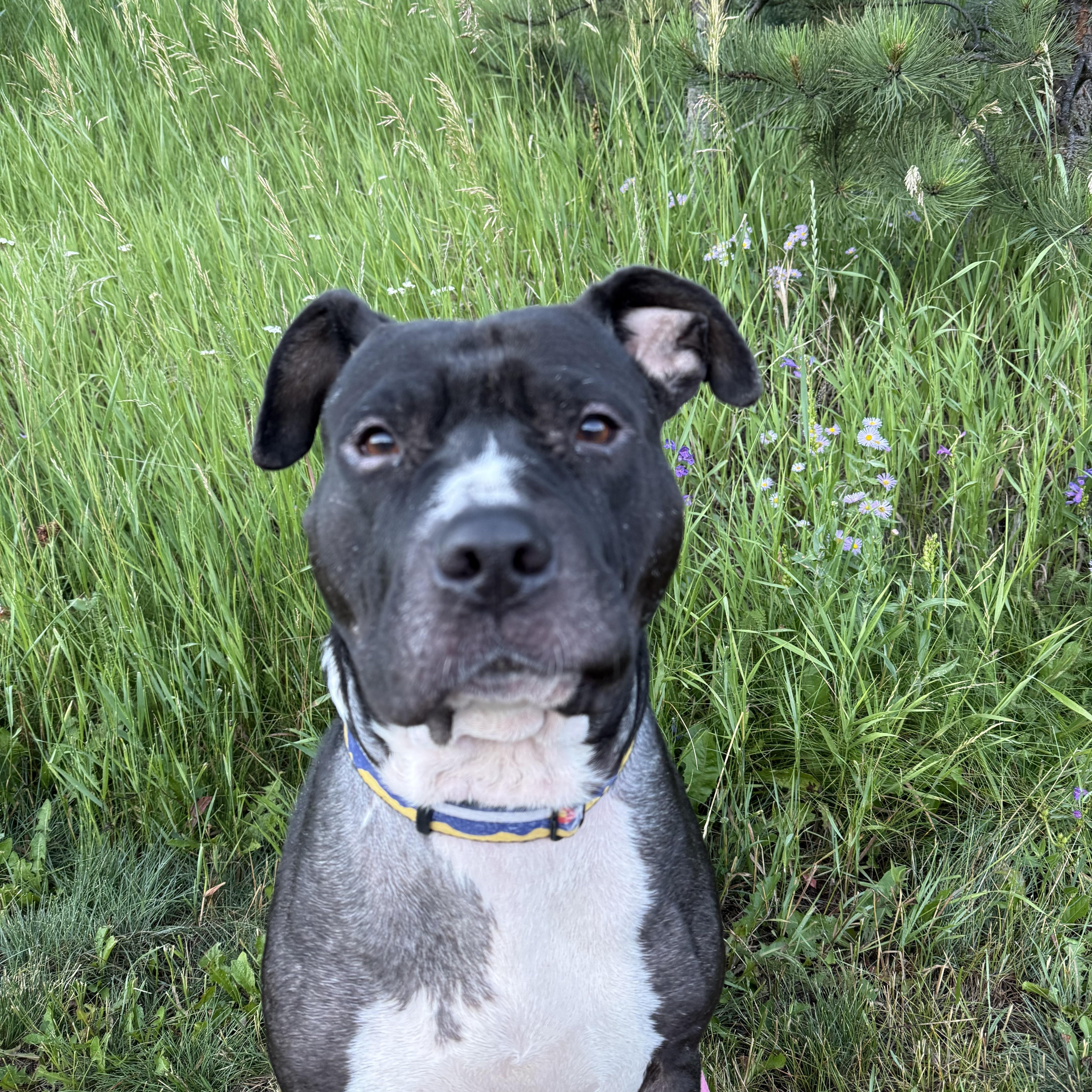 Penelope, an adoptable American Staffordshire Terrier, Boxer in Calgary , AB, T3E 7G6 | Photo Image 2