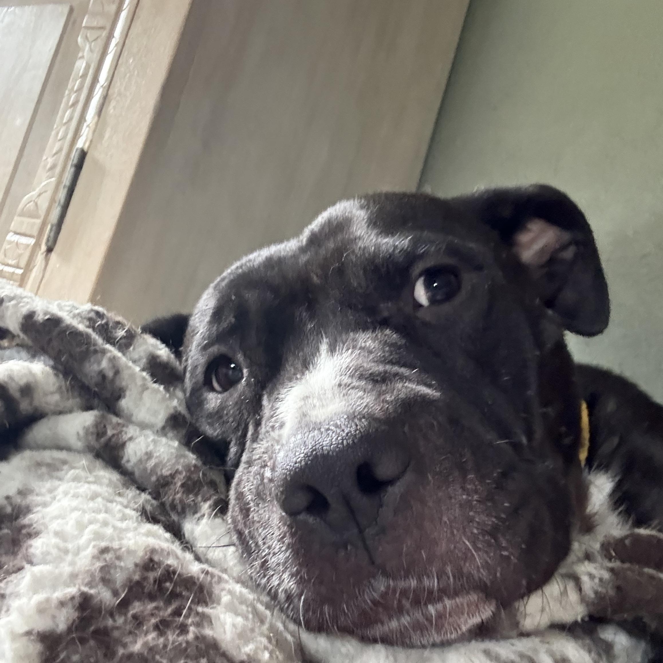 Penelope, an adoptable American Staffordshire Terrier, Boxer in Calgary , AB, T3E 7G6 | Photo Image 3