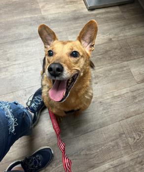 Enlarge Max, a Adoptable mixed breed in Waterloo, IL image 1/4