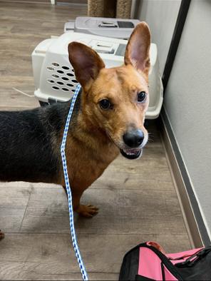 Enlarge Max, a Adoptable mixed breed in Waterloo, IL image 2/4