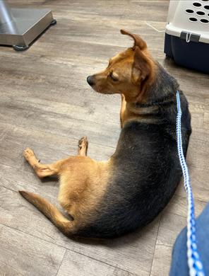 Enlarge Max, a Adoptable mixed breed in Waterloo, IL image 3/4