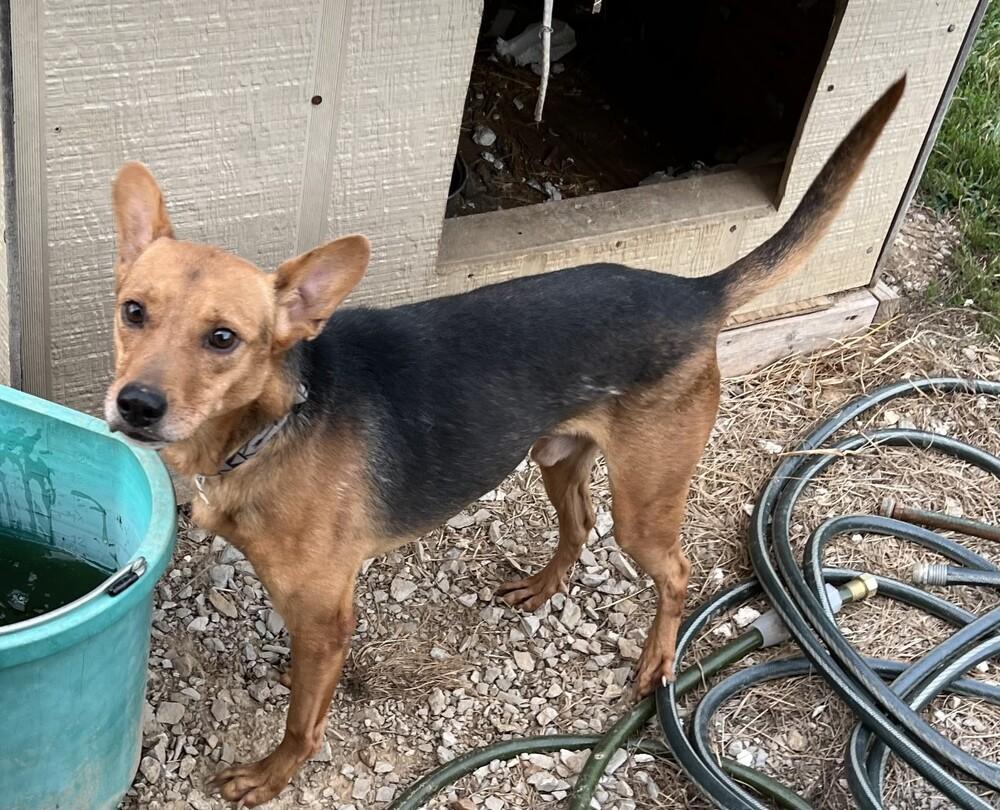 Enlarge Max, a Adoptable mixed breed in Waterloo, IL image 4/4