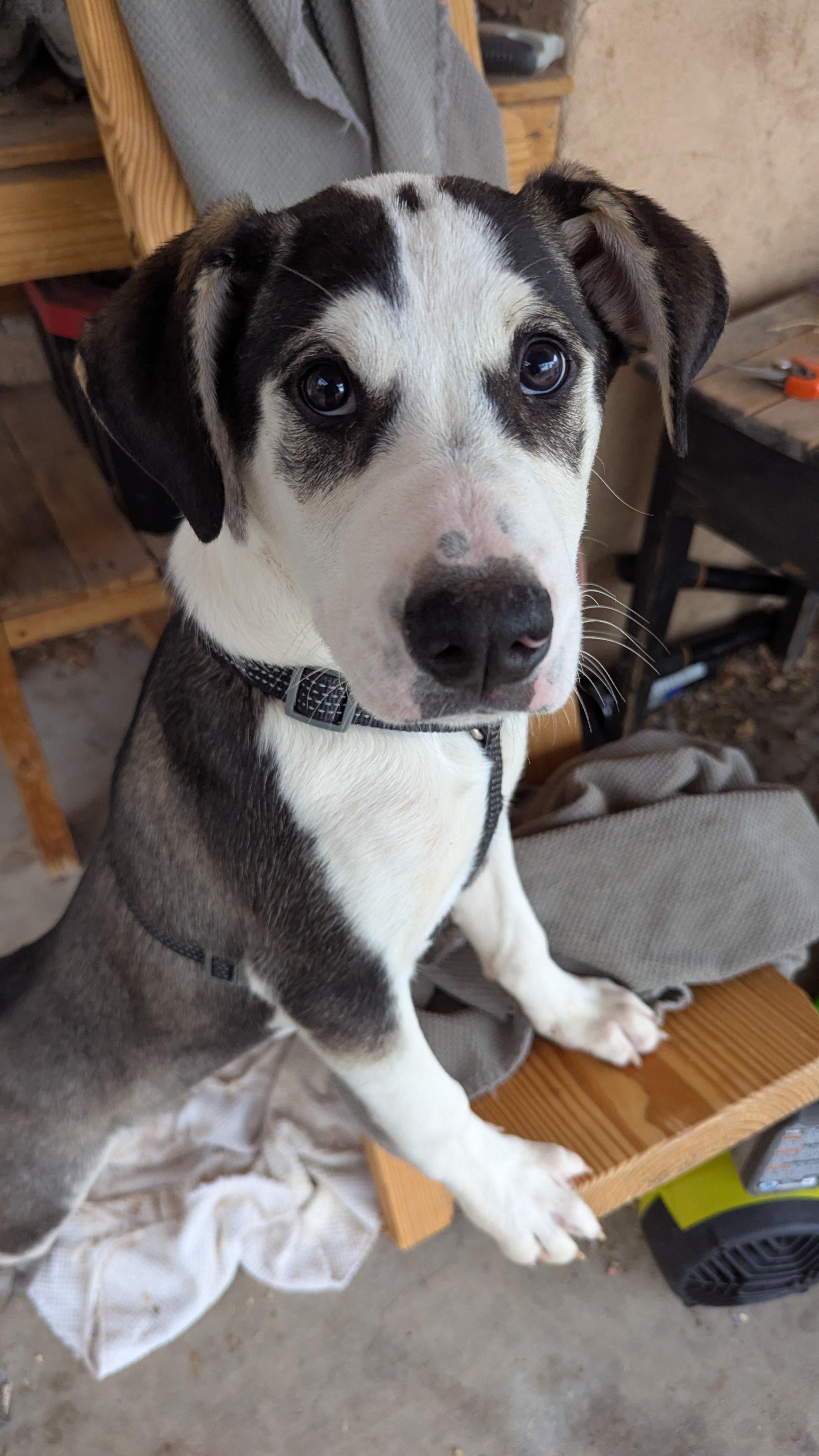 Chandler, an adoptable Husky in Rio Rancho, NM, 87144 | Photo Image 2
