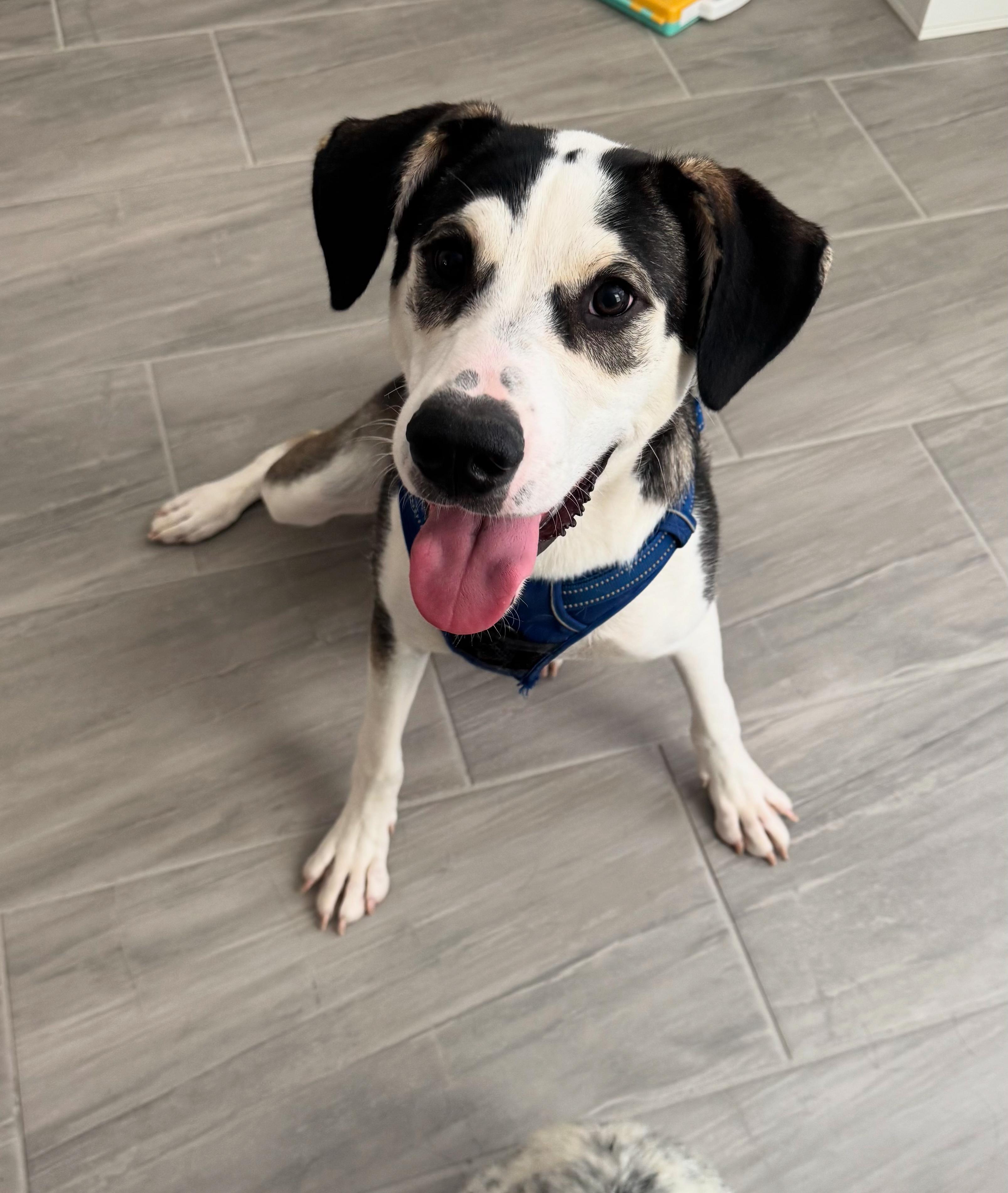 Chandler, an adoptable Husky in Rio Rancho, NM, 87144 | Photo Image 1