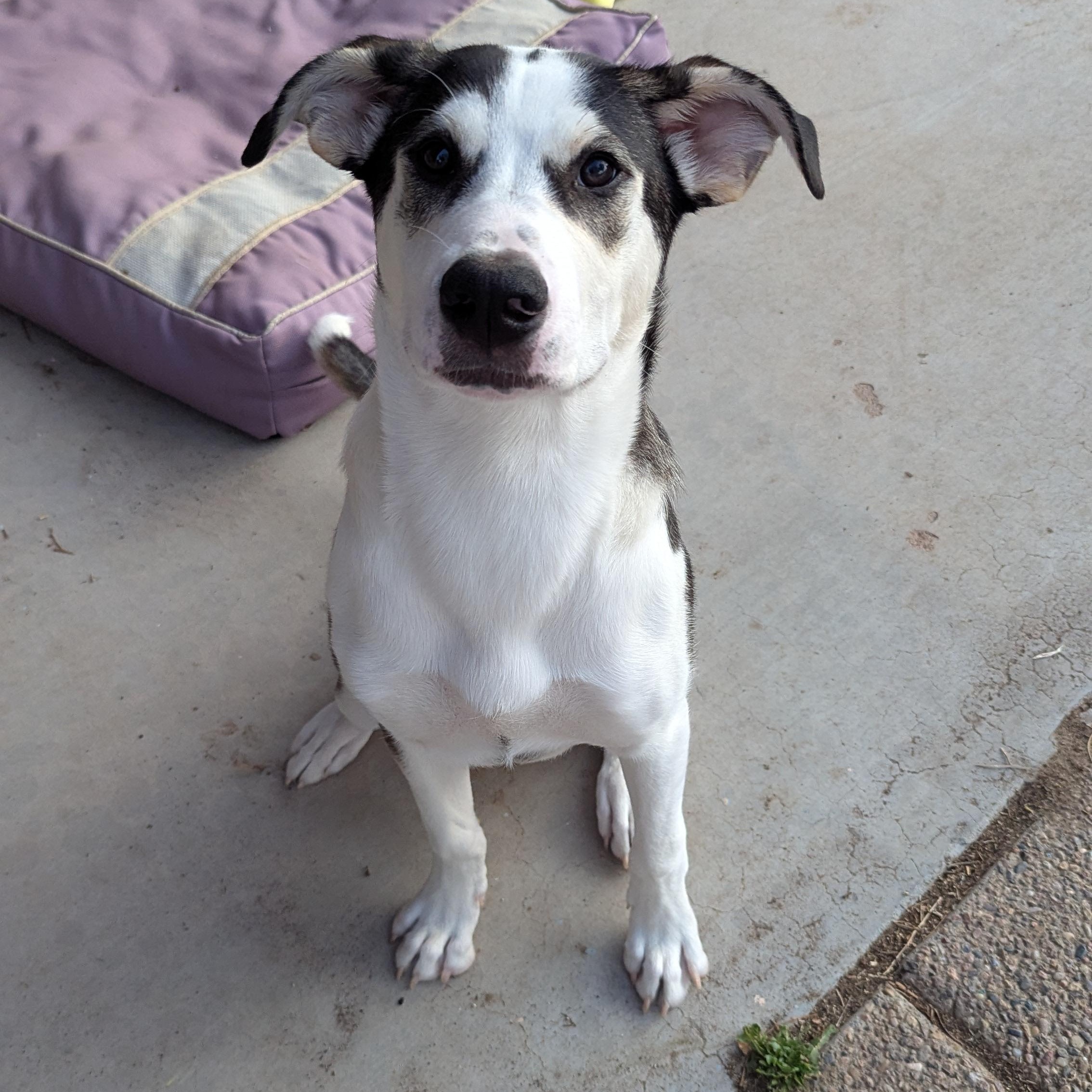 Chandler, an adoptable Husky in Rio Rancho, NM, 87144 | Photo Image 4