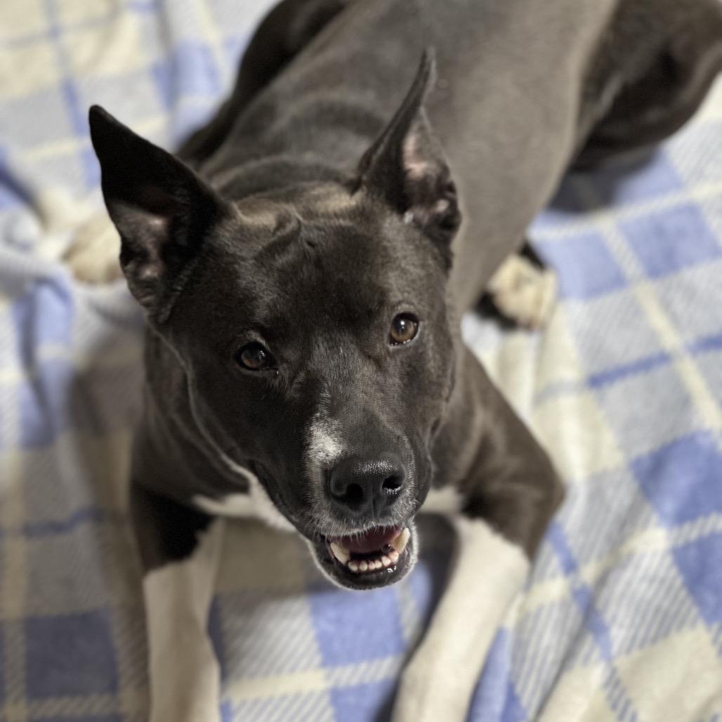 Enlarge Sly, a Adoptable mixed breed in Newark, NJ image 1/6