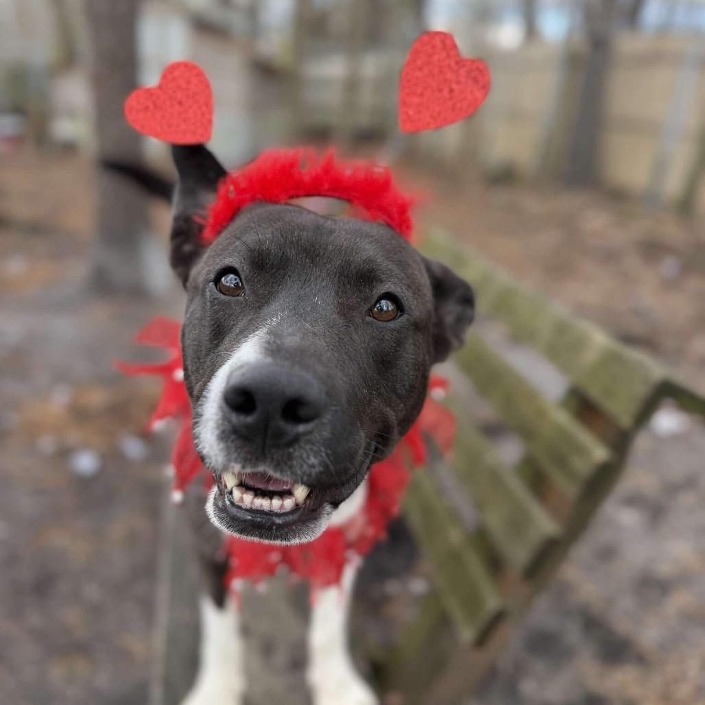 Enlarge Sly, a Adoptable mixed breed in Newark, NJ image 2/6