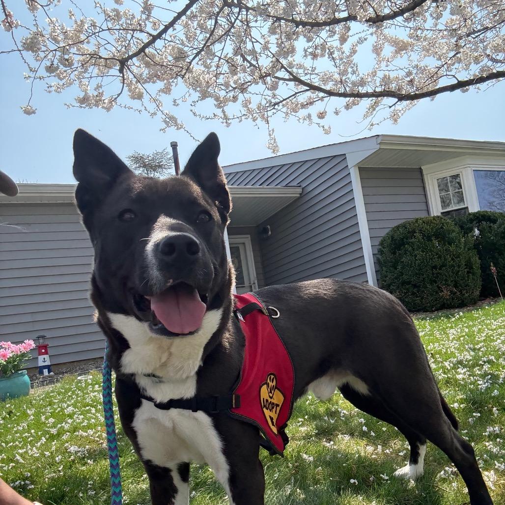 Enlarge Sly, a Adoptable mixed breed in Newark, NJ image 2/6