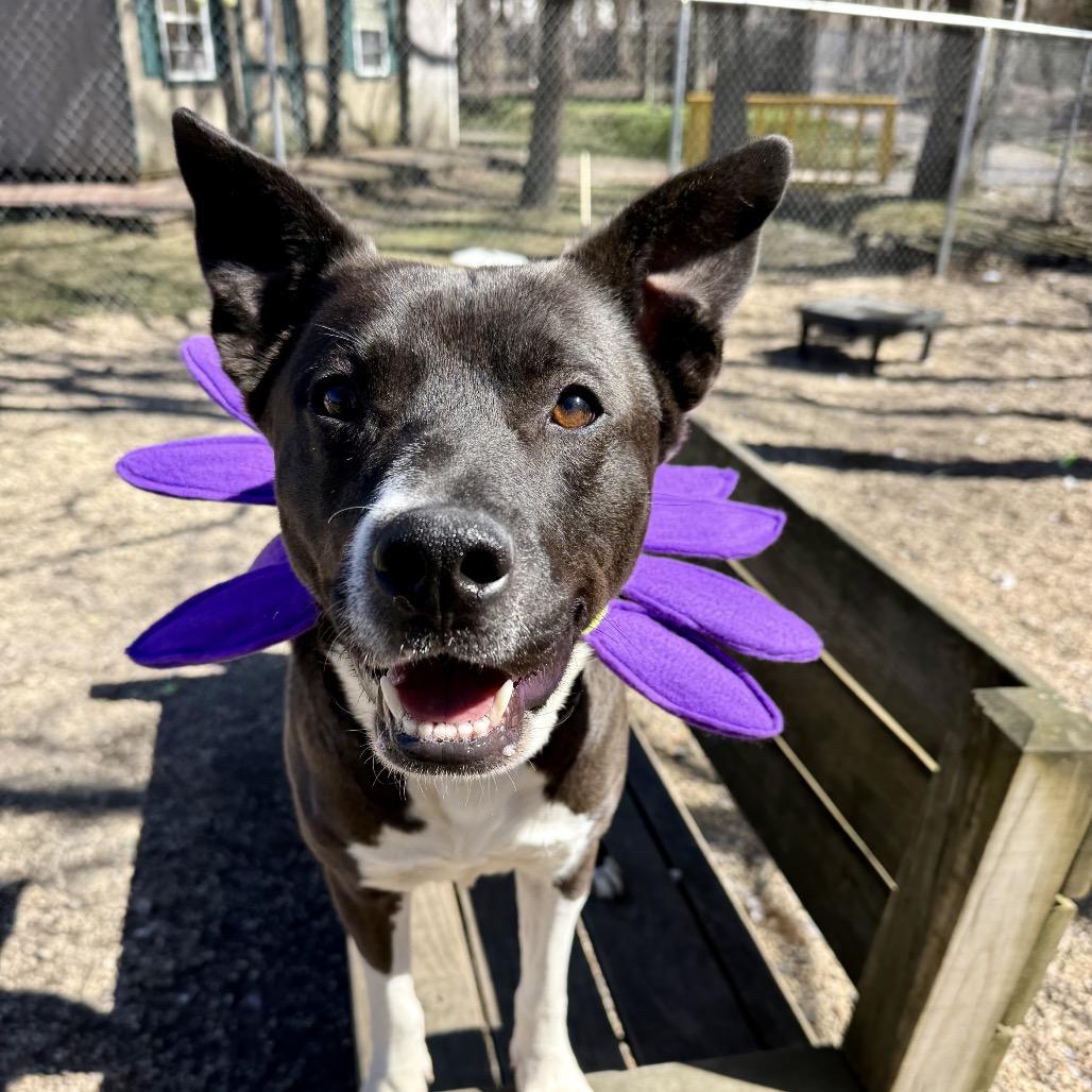 Enlarge Sly, a Adoptable mixed breed in Newark, NJ image 2/6