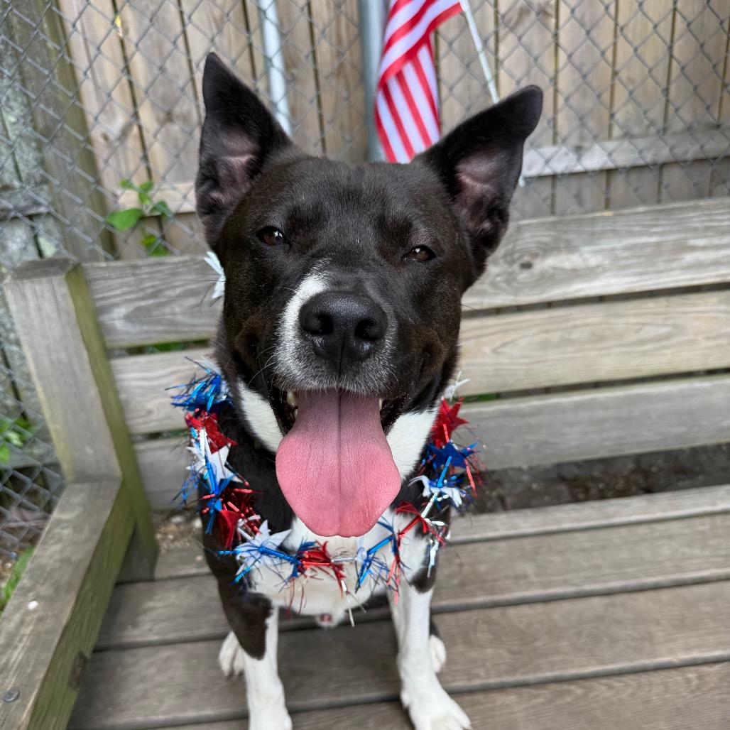Enlarge Sly, a Adoptable mixed breed in Newark, NJ image 2/6