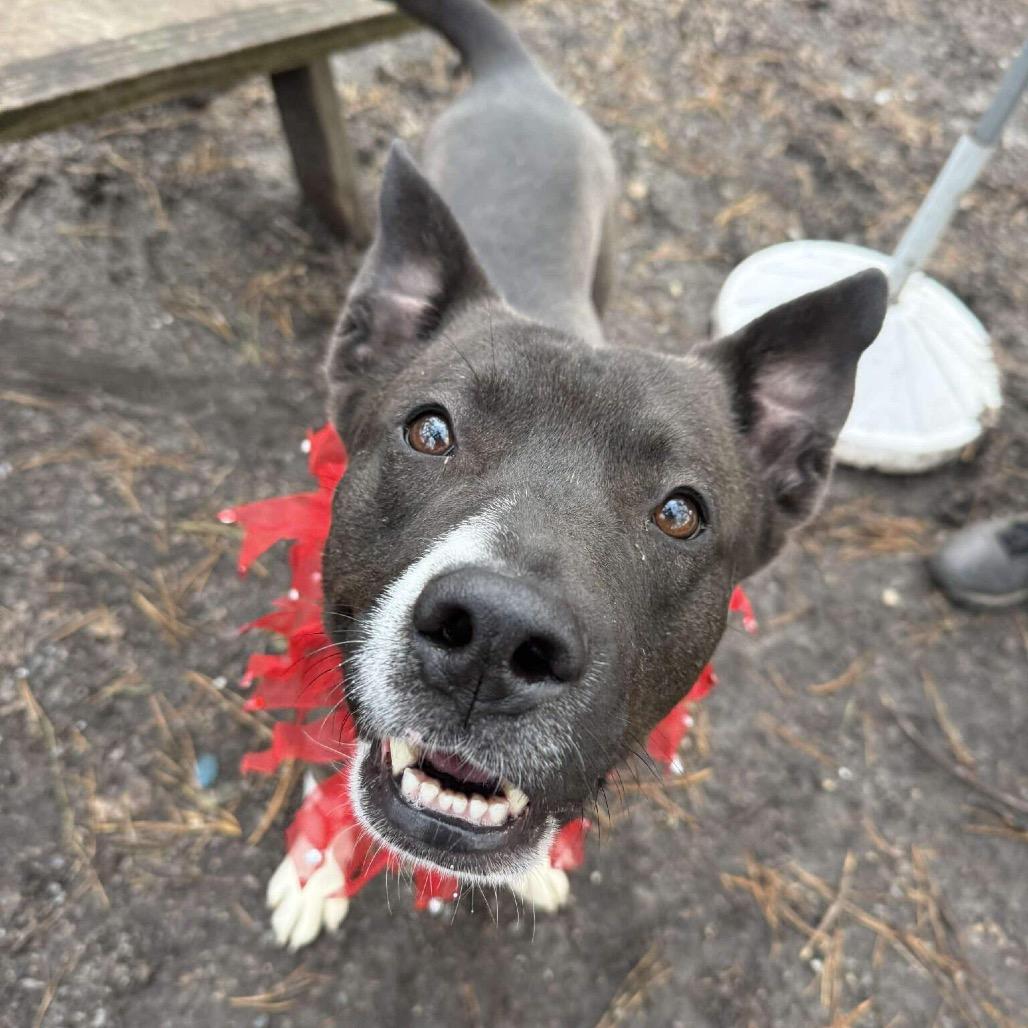 Enlarge Sly, a Adoptable mixed breed in Newark, NJ image 3/6