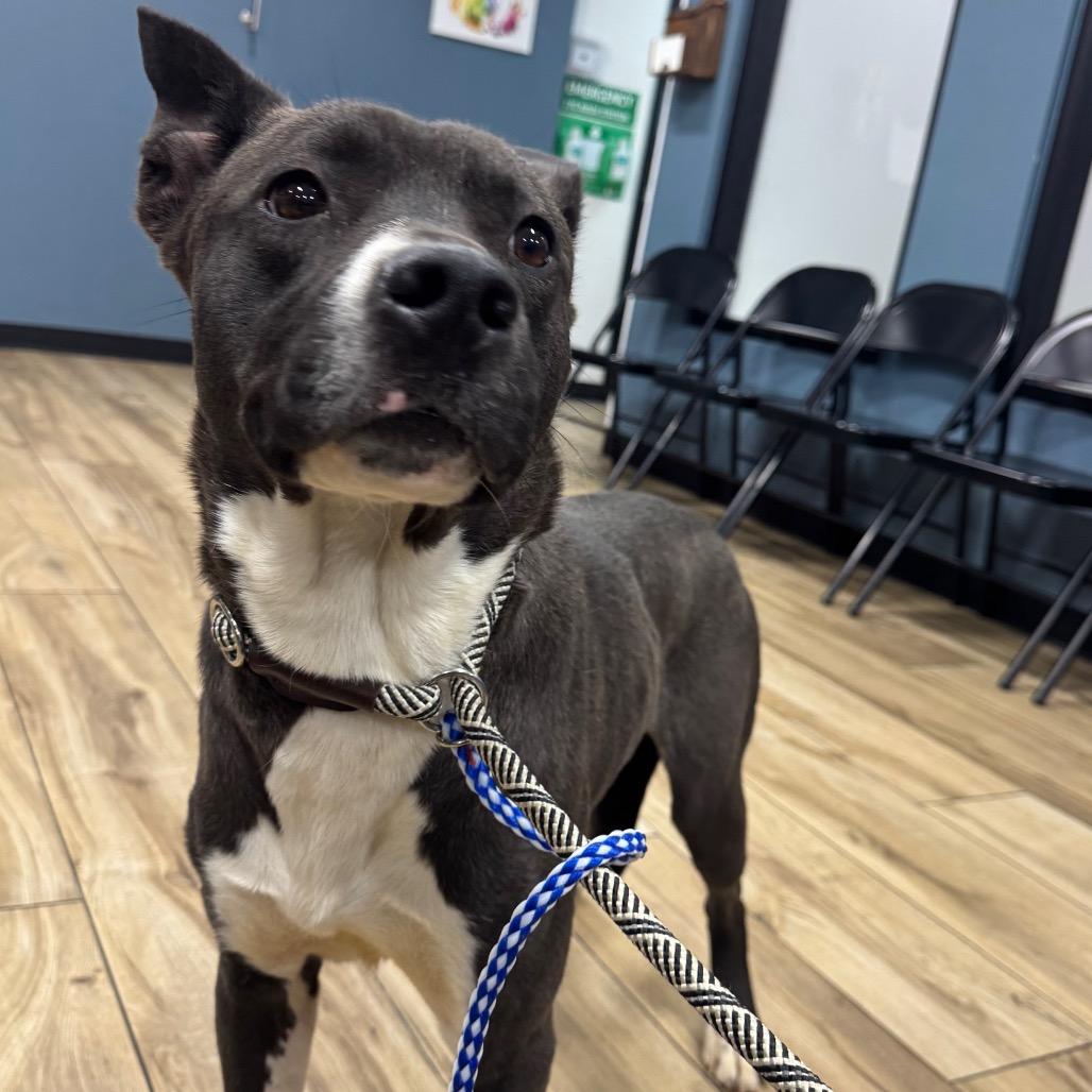 Sly, Adoptable, Adult Male Pit Bull Terrier & Husky.