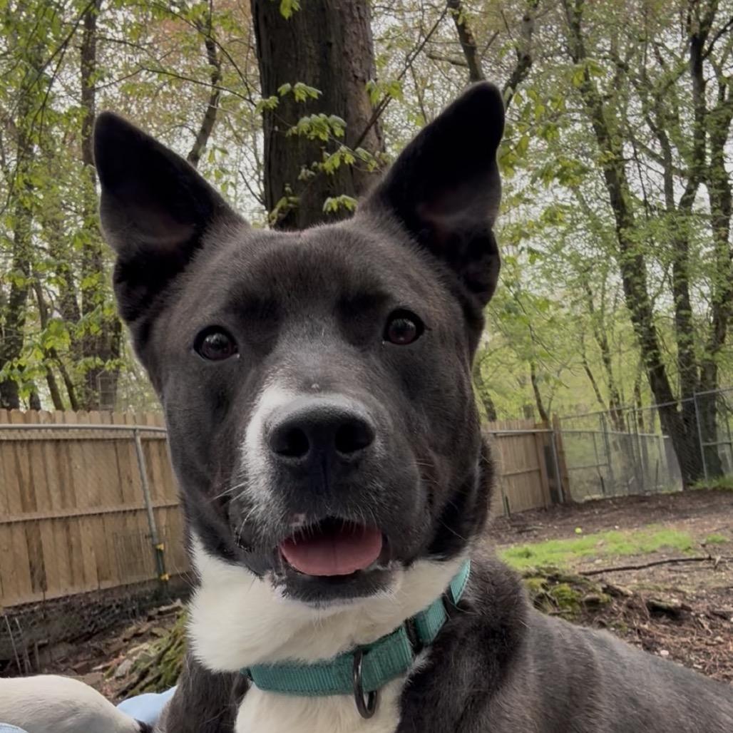 Enlarge Sly, a Adoptable mixed breed in Newark, NJ image 3/6