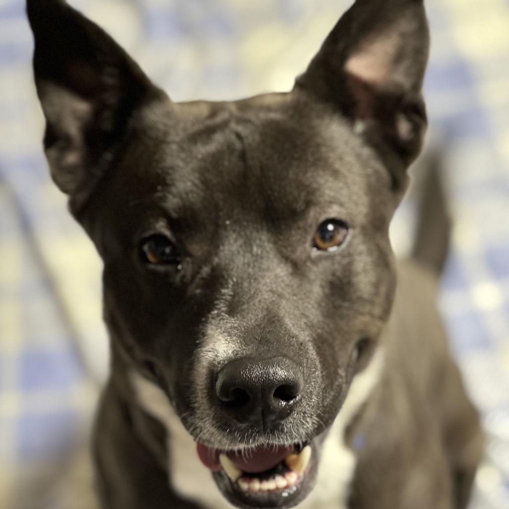 Enlarge Sly, a Adoptable mixed breed in Newark, NJ image 4/6