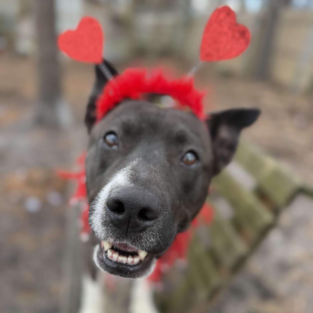 Enlarge Sly, a Adoptable mixed breed in Newark, NJ image 5/6