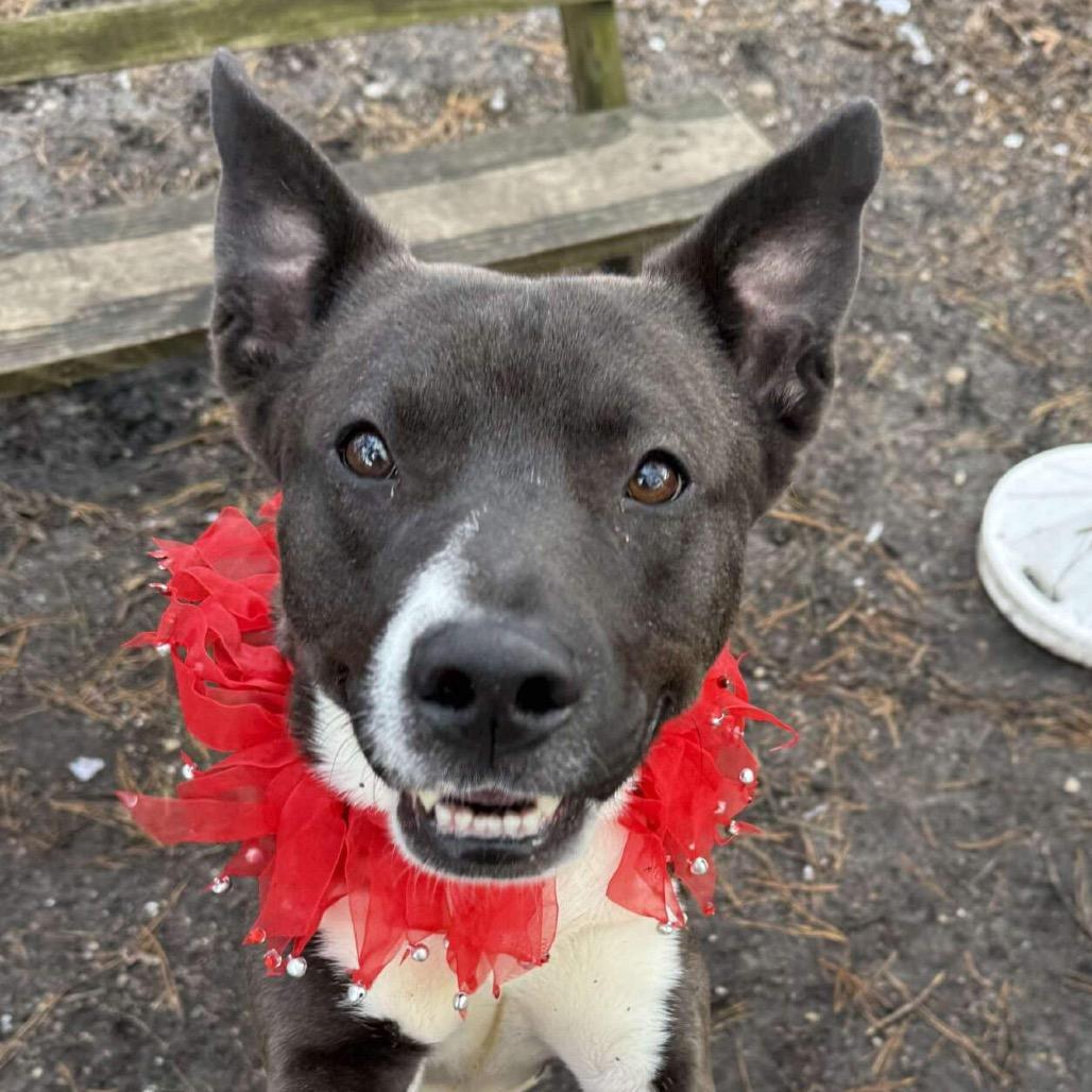 Enlarge Sly, a Adoptable mixed breed in Newark, NJ image 6/6