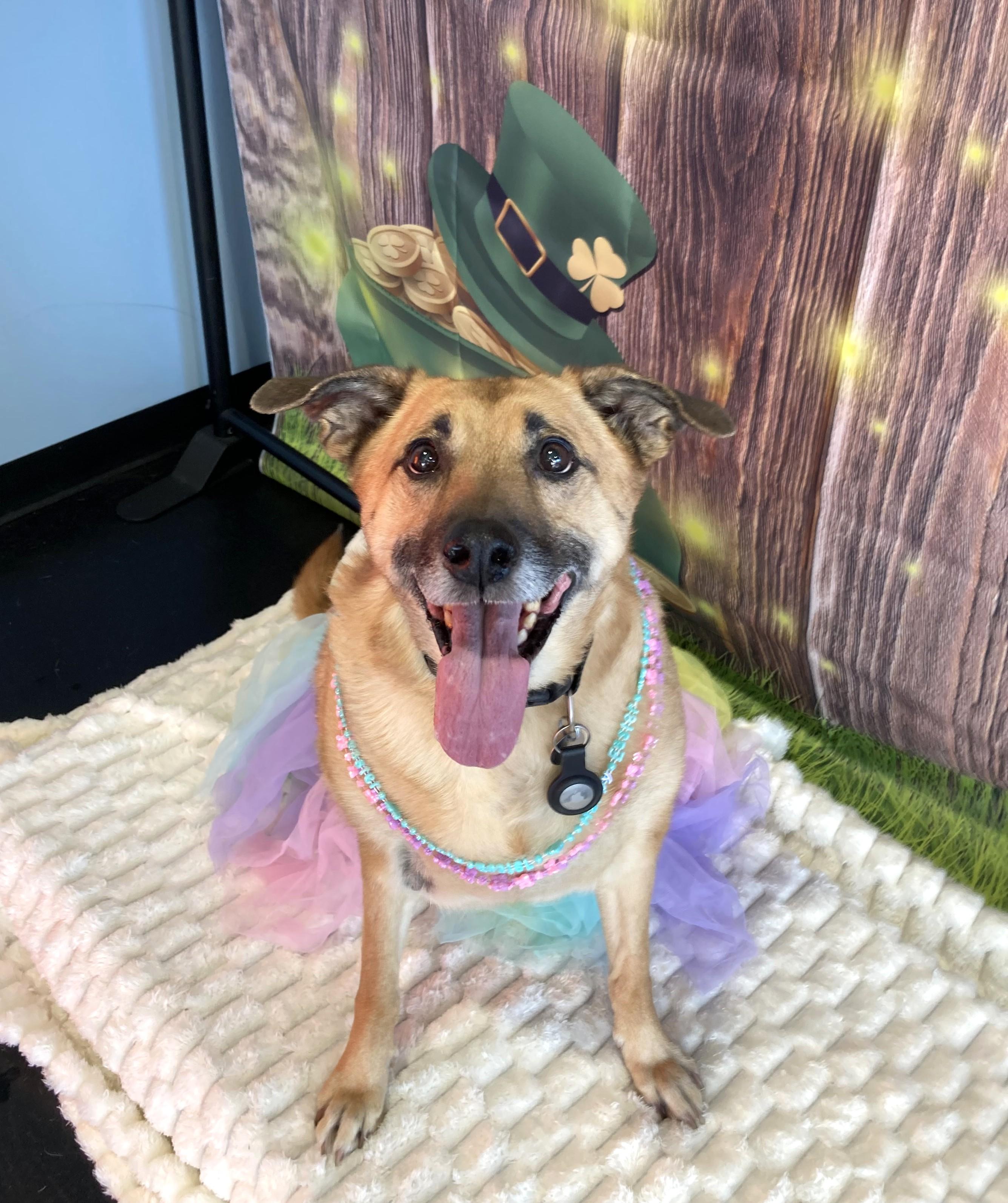 Enlarge Ellie, a Adoptable mixed breed in New Albany, OH image 1/6