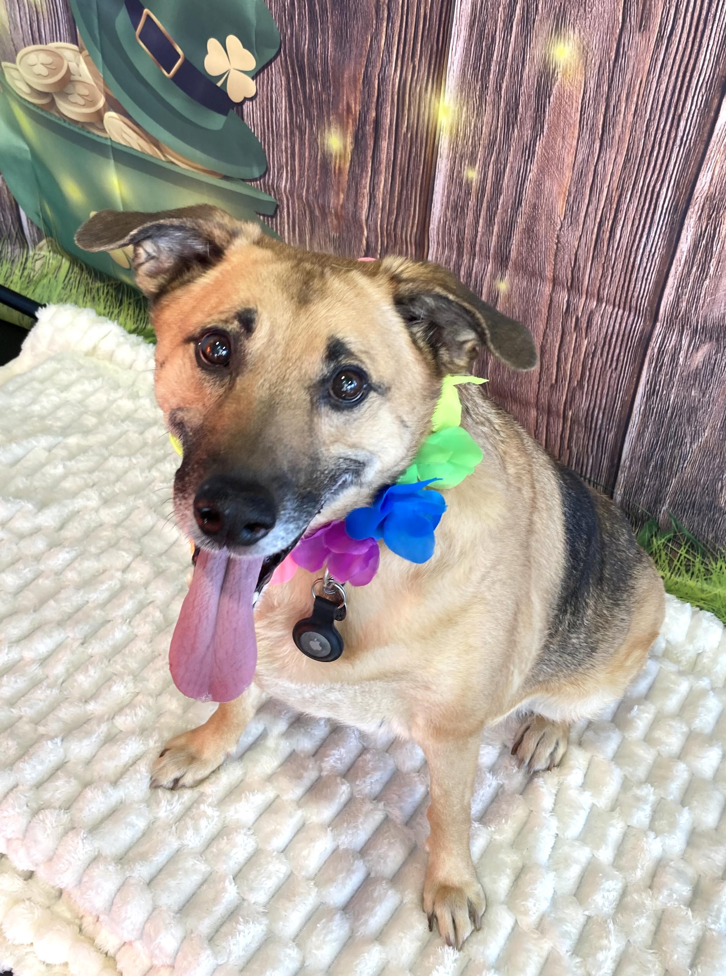 Enlarge Ellie, a Adoptable mixed breed in New Albany, OH image 3/6