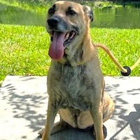 Ellie, Adoptable, Senior Female German Shepherd Dog.