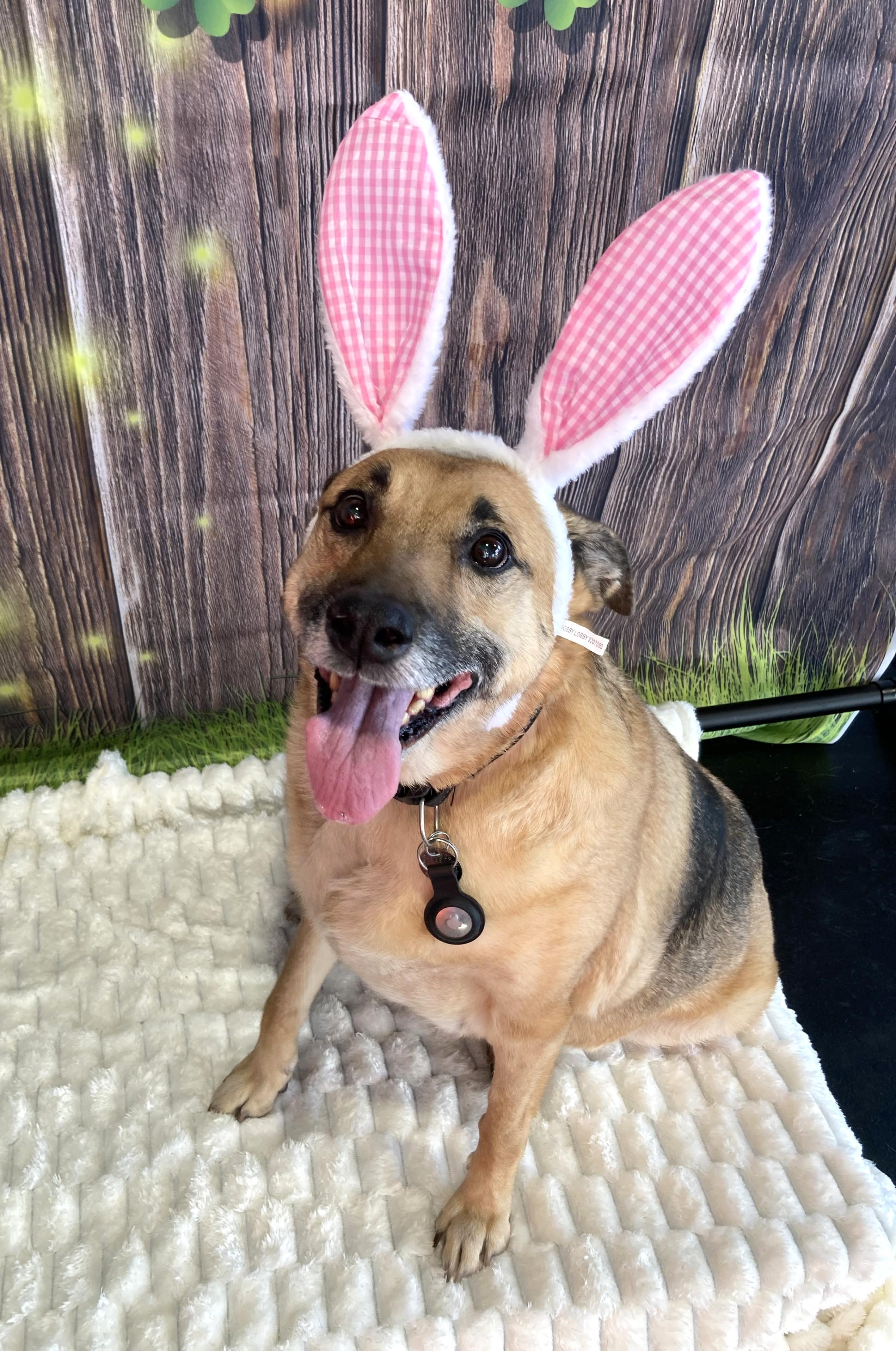 Enlarge Ellie, a Adoptable mixed breed in New Albany, OH image 2/6